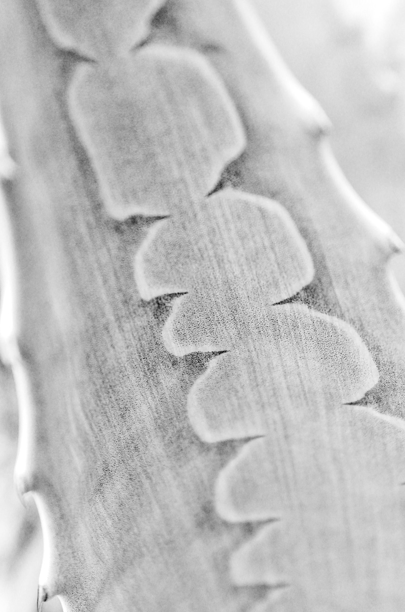 darker cactus leaf25.jpg