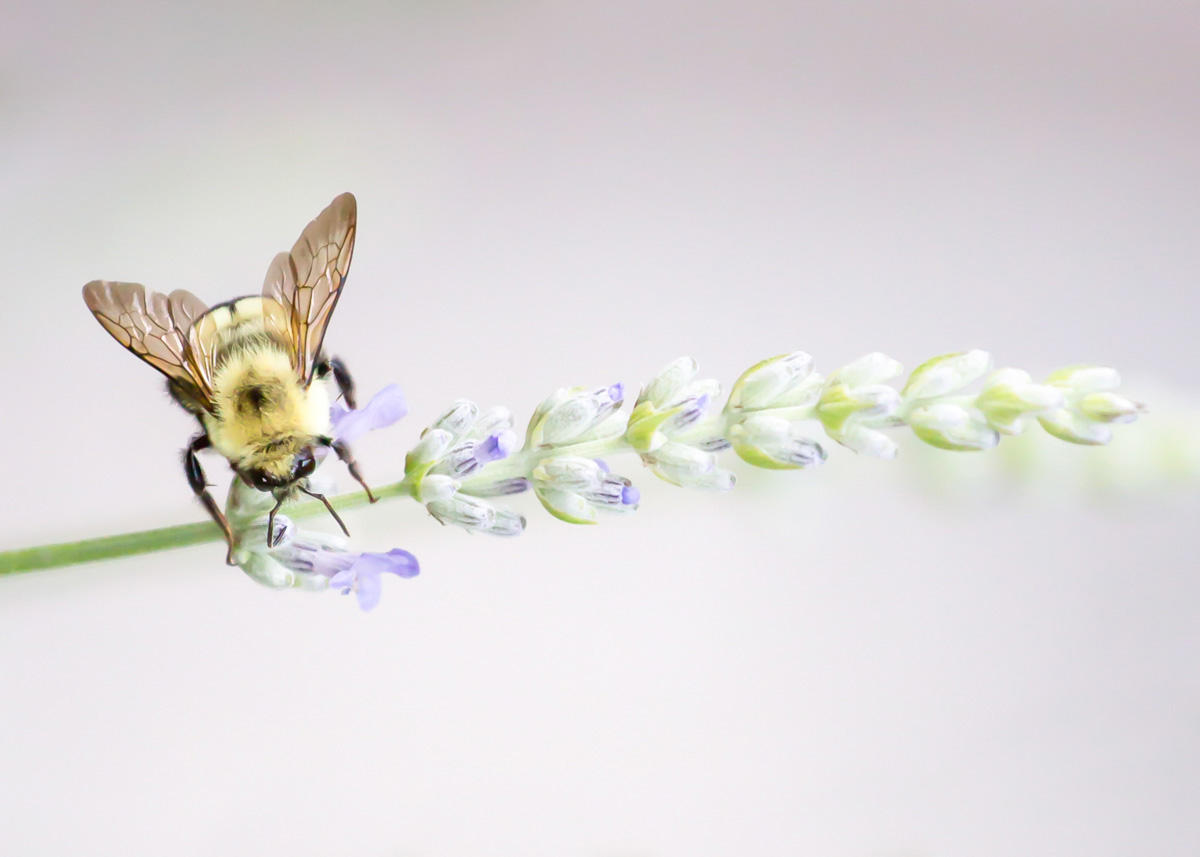 Fauna_Thomas_T_Image2.jpg