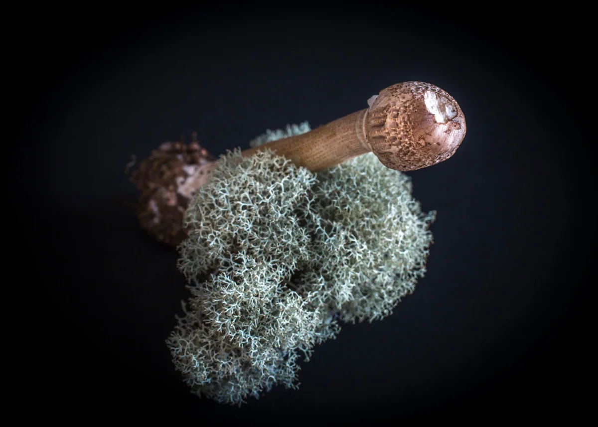 male mushrooms.jpg