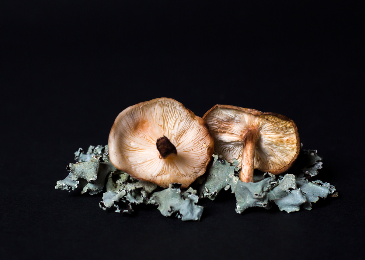 mushroom tableau copy.jpg