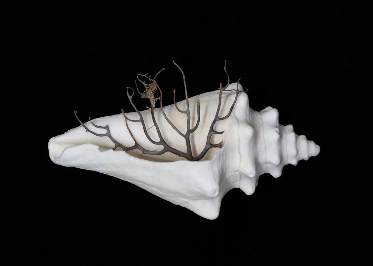 lo res jpgs for web_38.JPG