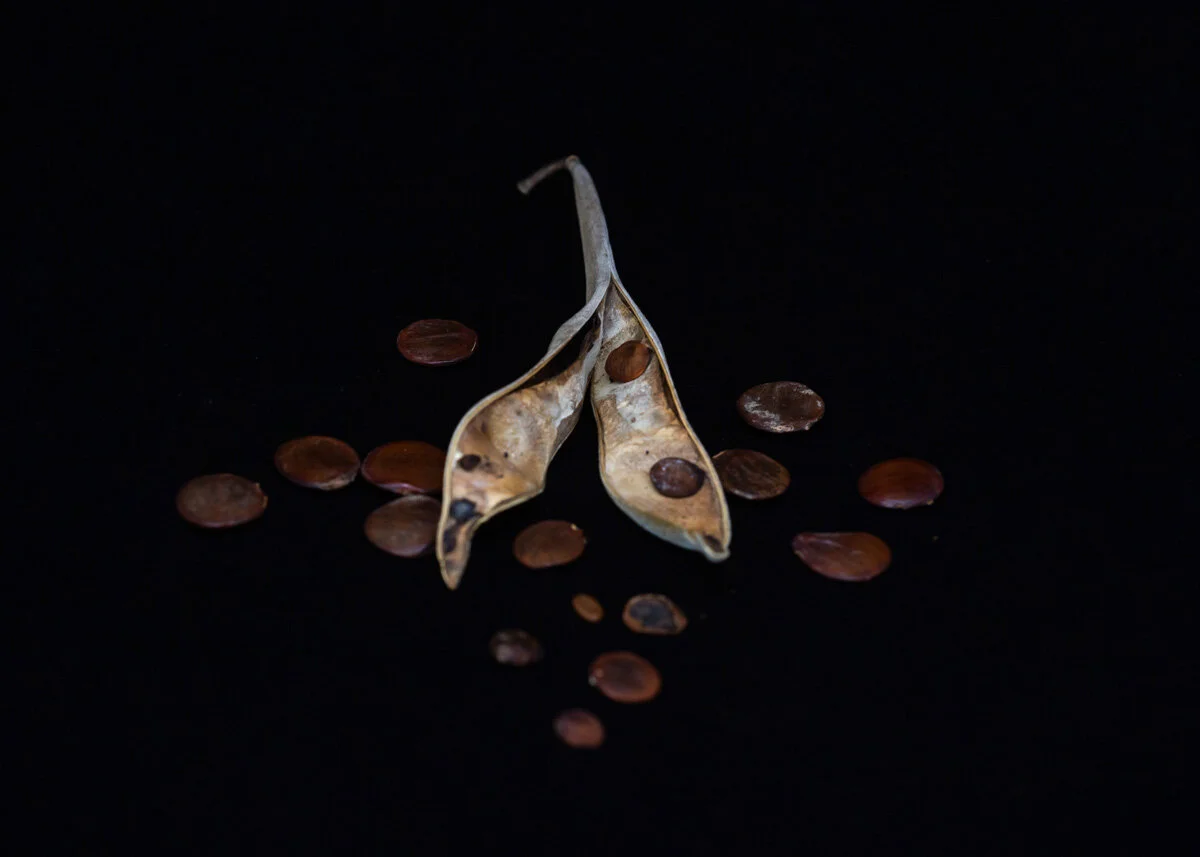 lo res jpgs for web_46.JPG