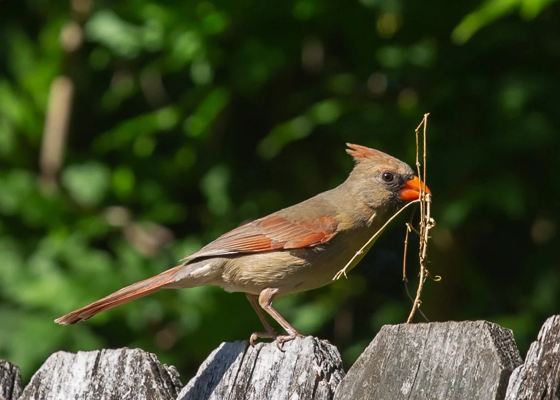 redone final_May 3 yard_1.JPG