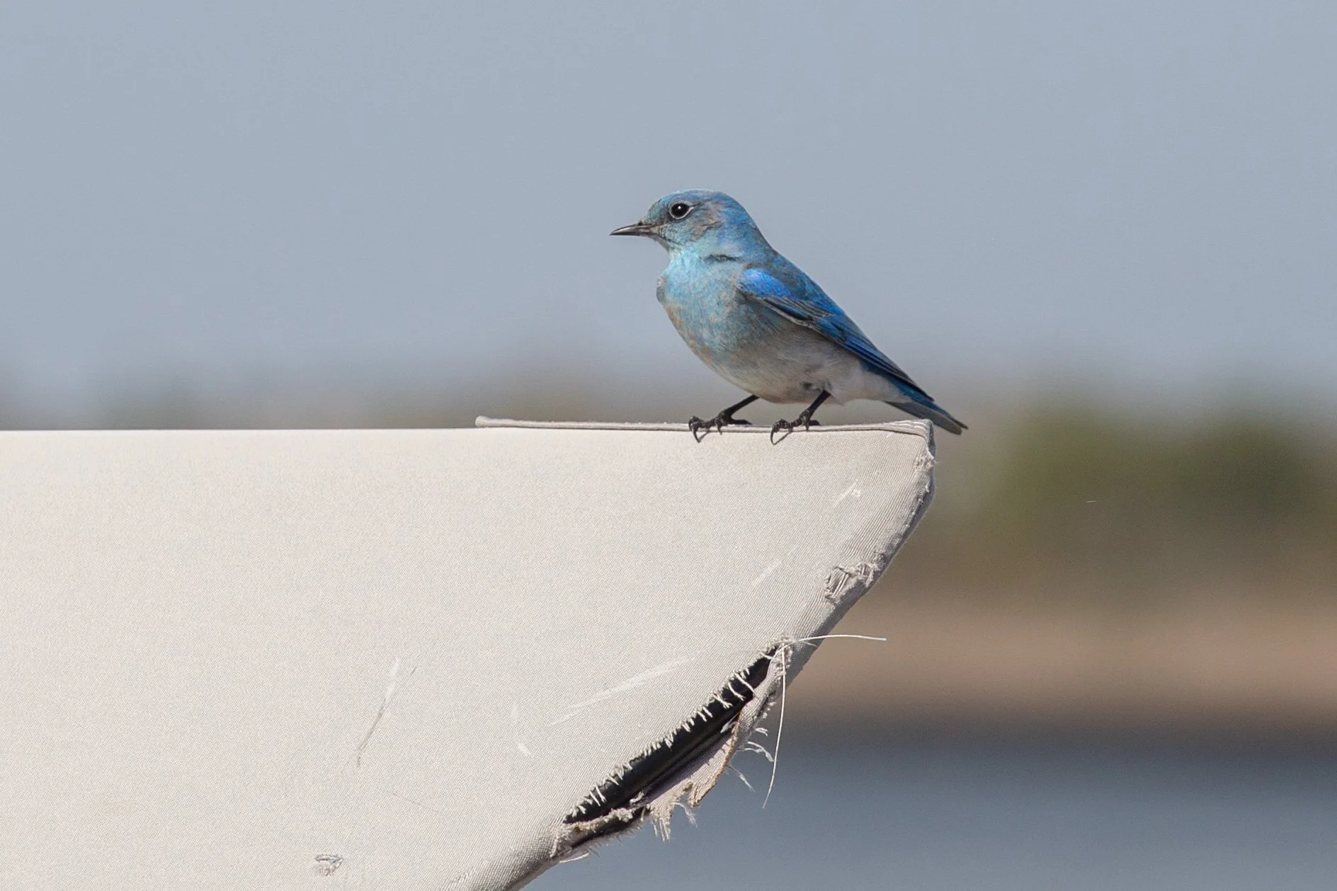 mtn bluebird_boat.JPG