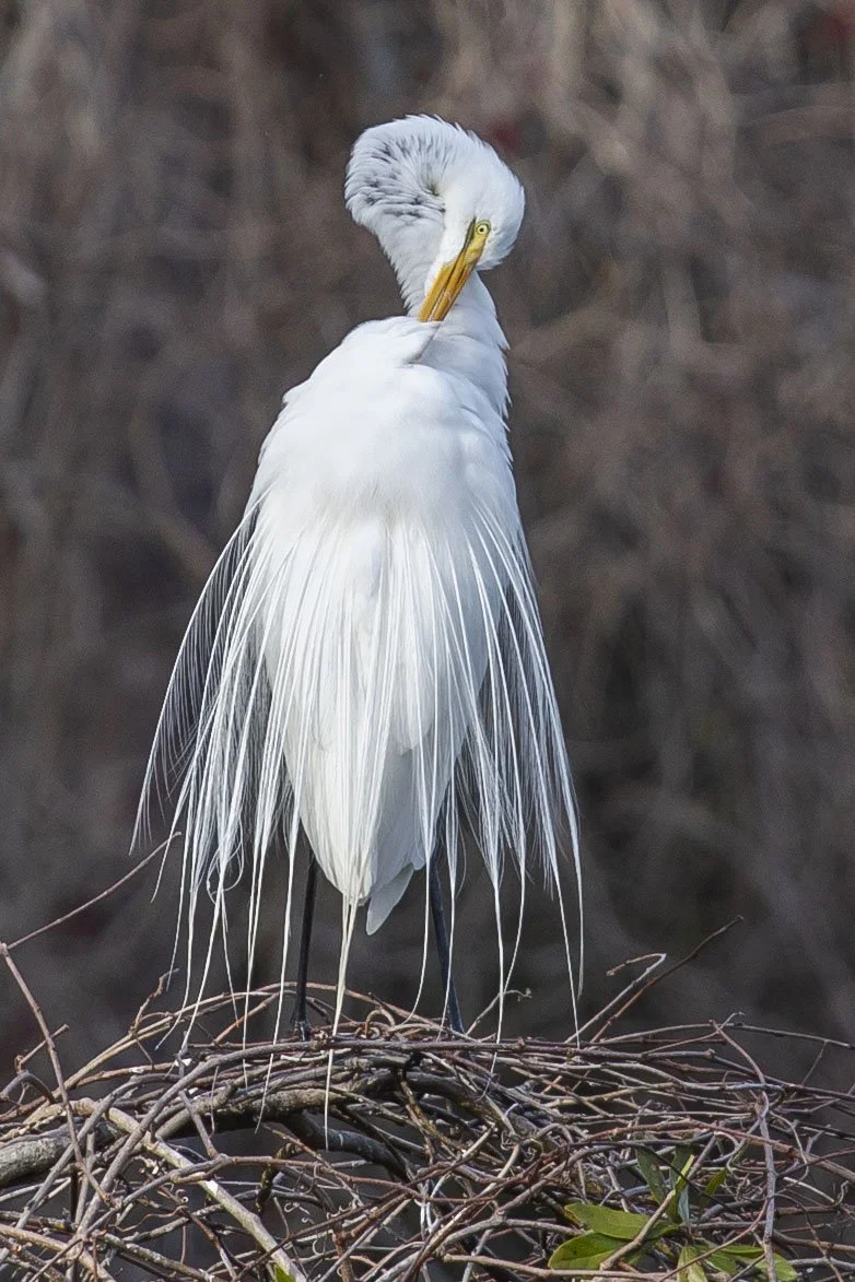 Finals_Airlie_mar 2_2024_5.jpg