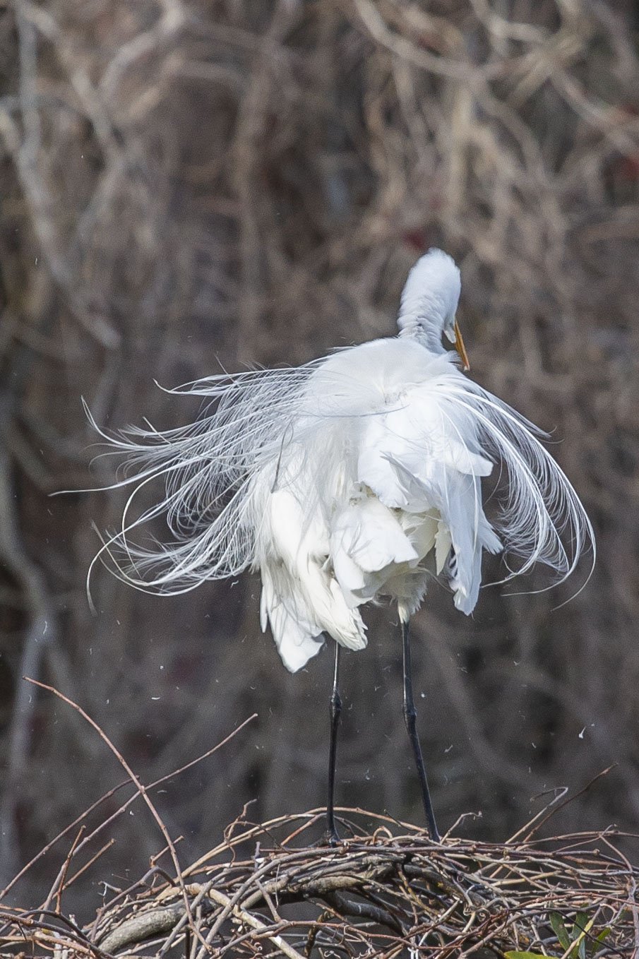 Finals_Airlie_mar 2_2024_6.jpg