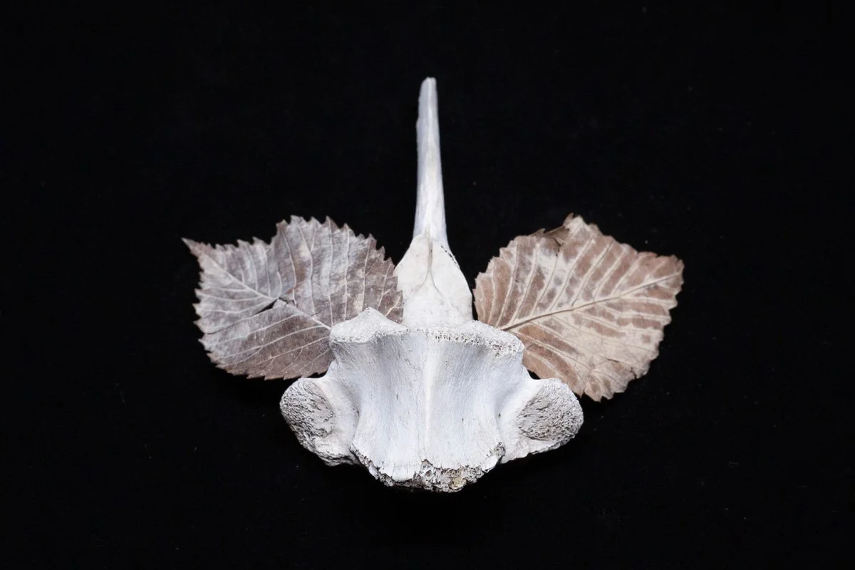 Finals_Black Box_Mar 12_2026_5.jpg