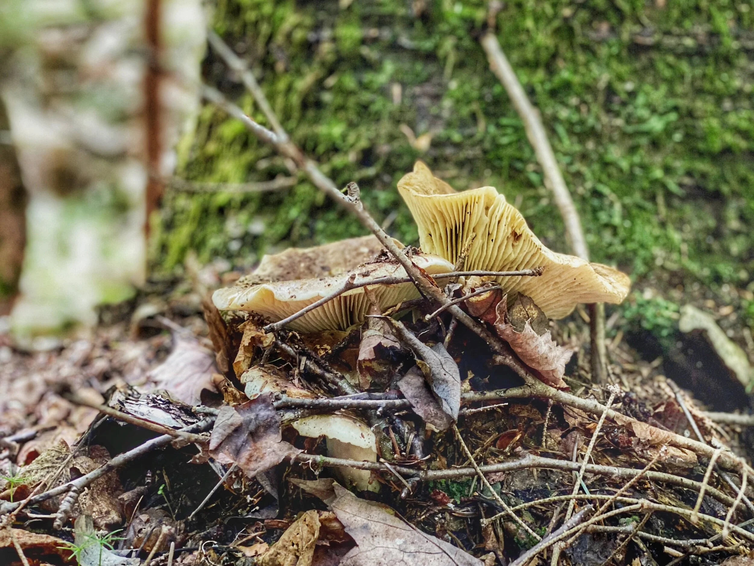 FullSizeRender 2.jpeg