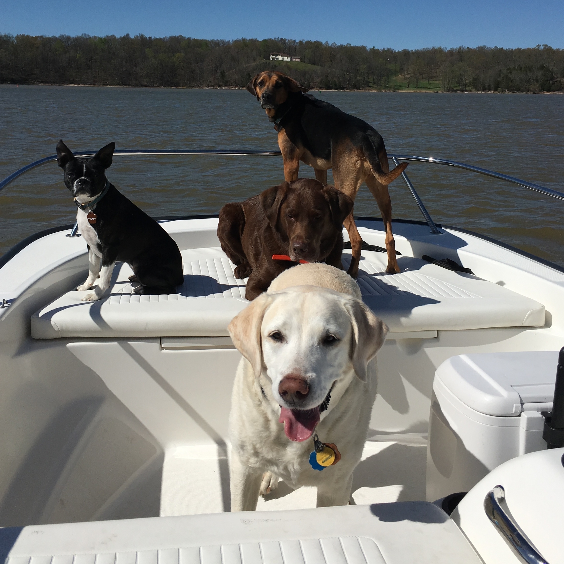 Sometimes dogs prefer to be on the water instead of in the water. Here's Bailey (White Lab), Sandy (Boston Terrier), Summer (Coonhound), and Diesel (Brown Chesapeake Lab).