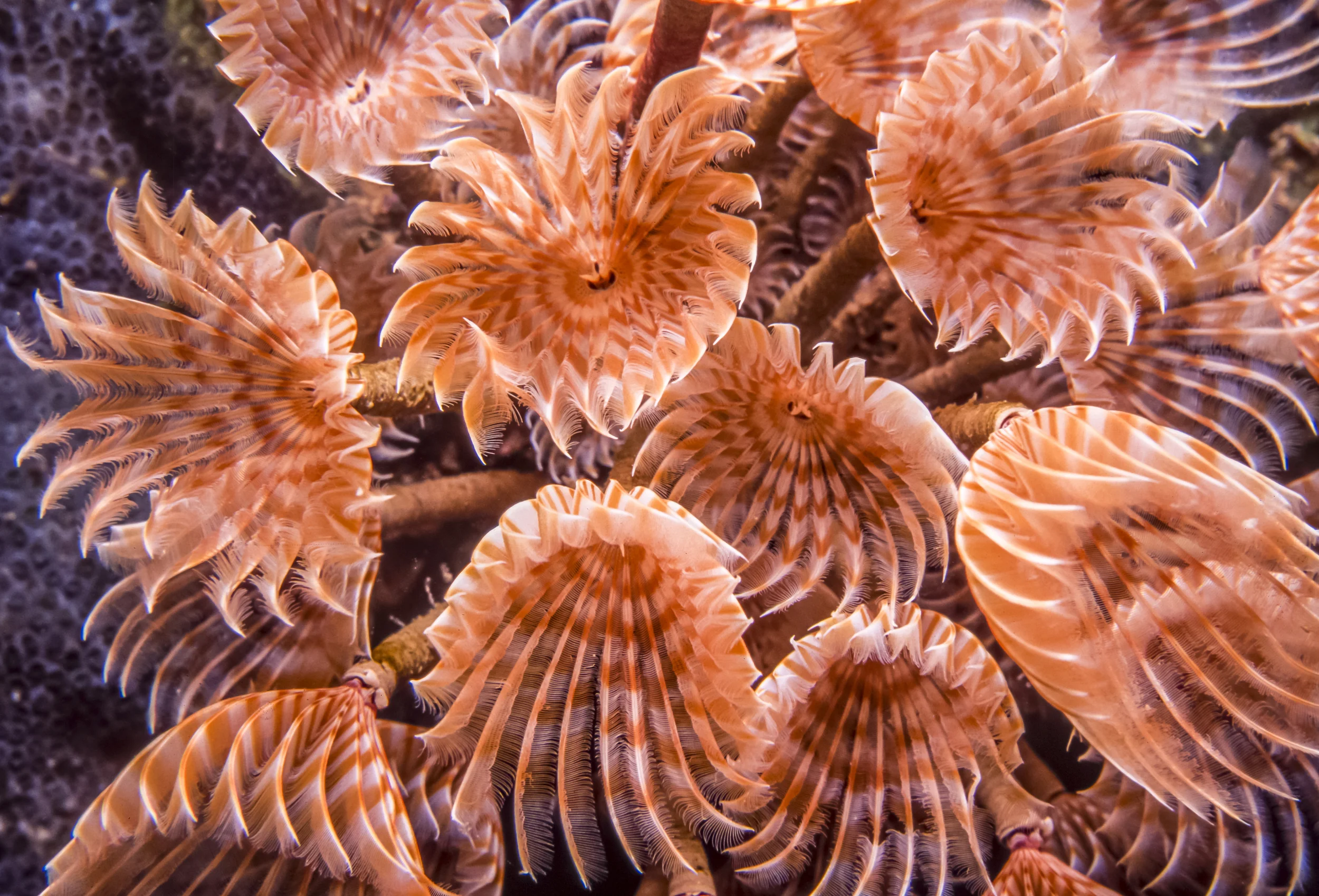 The Feather-duster worm uses its tentacles for eating and breathing by extending them open in the water. They are quickly retracted at any sign of danger.