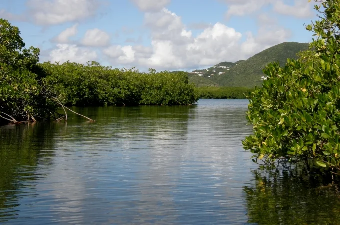 Mangroves play a critical role in the land and sea environments.