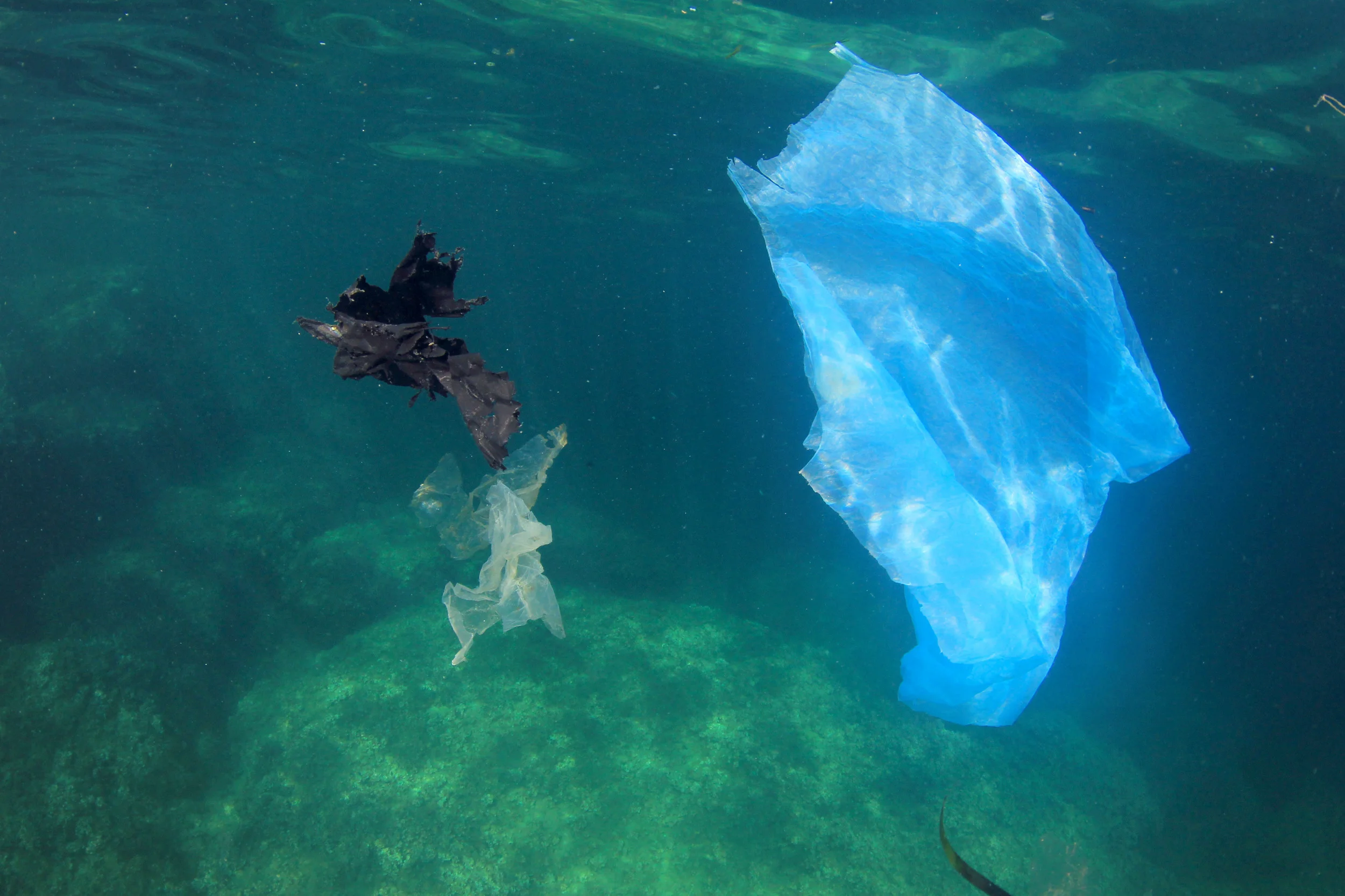 It's easy for turtles to confuse plastic bags and other marine debris for jelly fish.