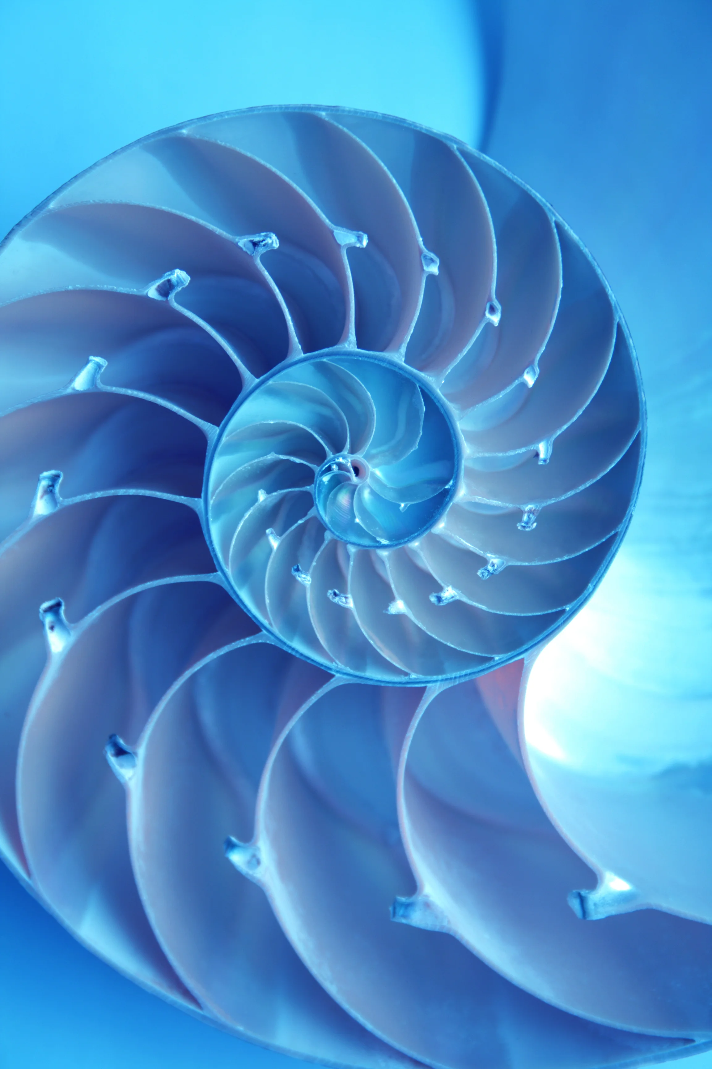 The Nautilus shell is often associated with the "golden ratio".