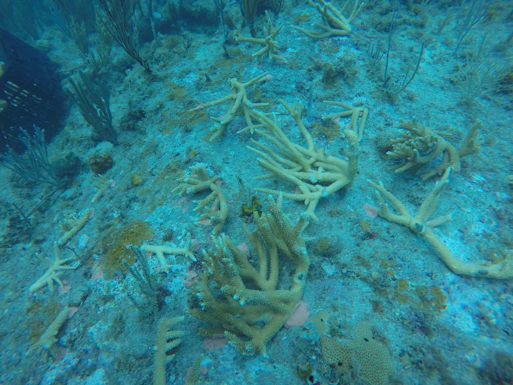 Coral fragments are outplanted in optimal locations. In about four years these fast growing corals will be old enough to reproduce on their own.
