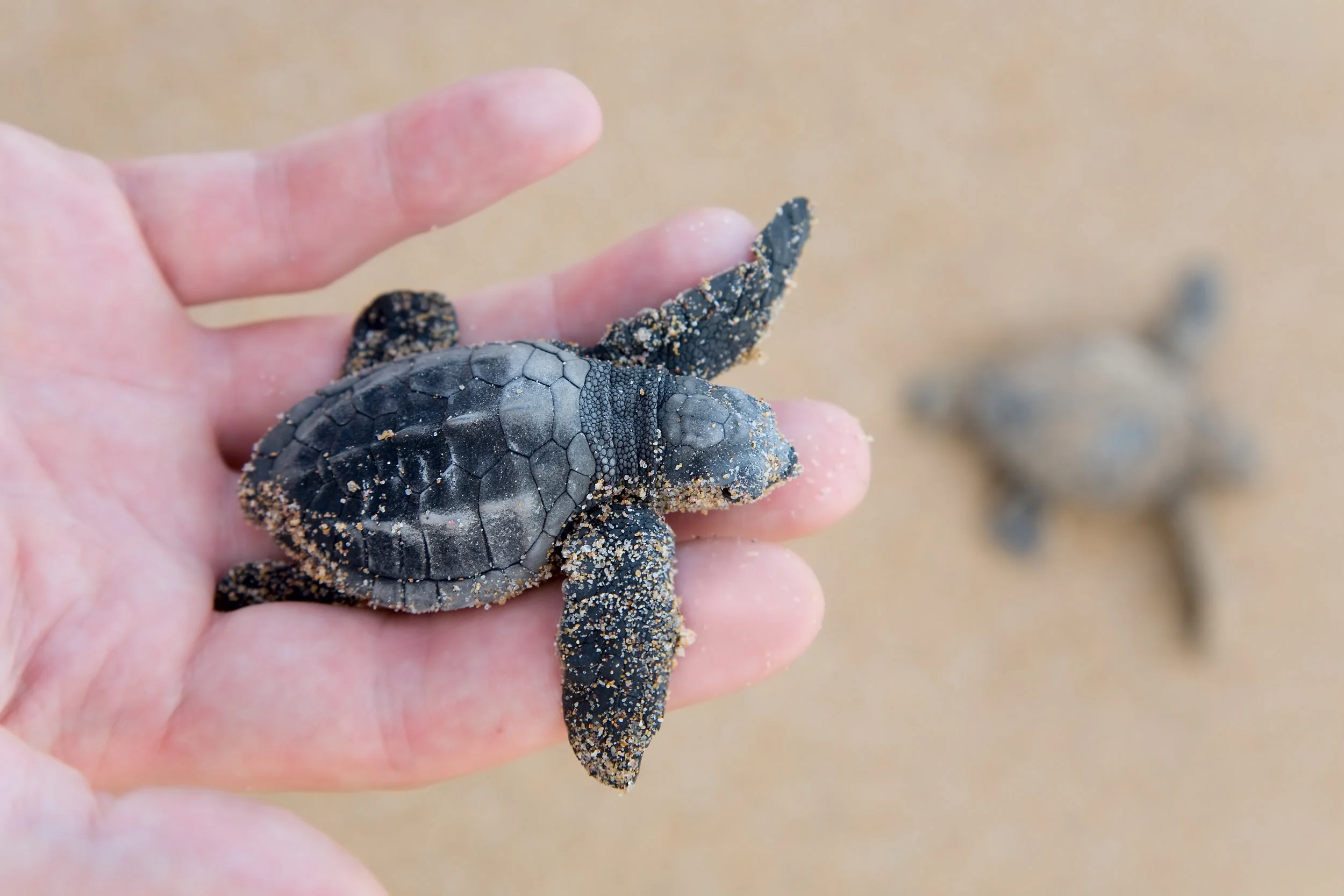 A newly-hatched Leatherback turtle.