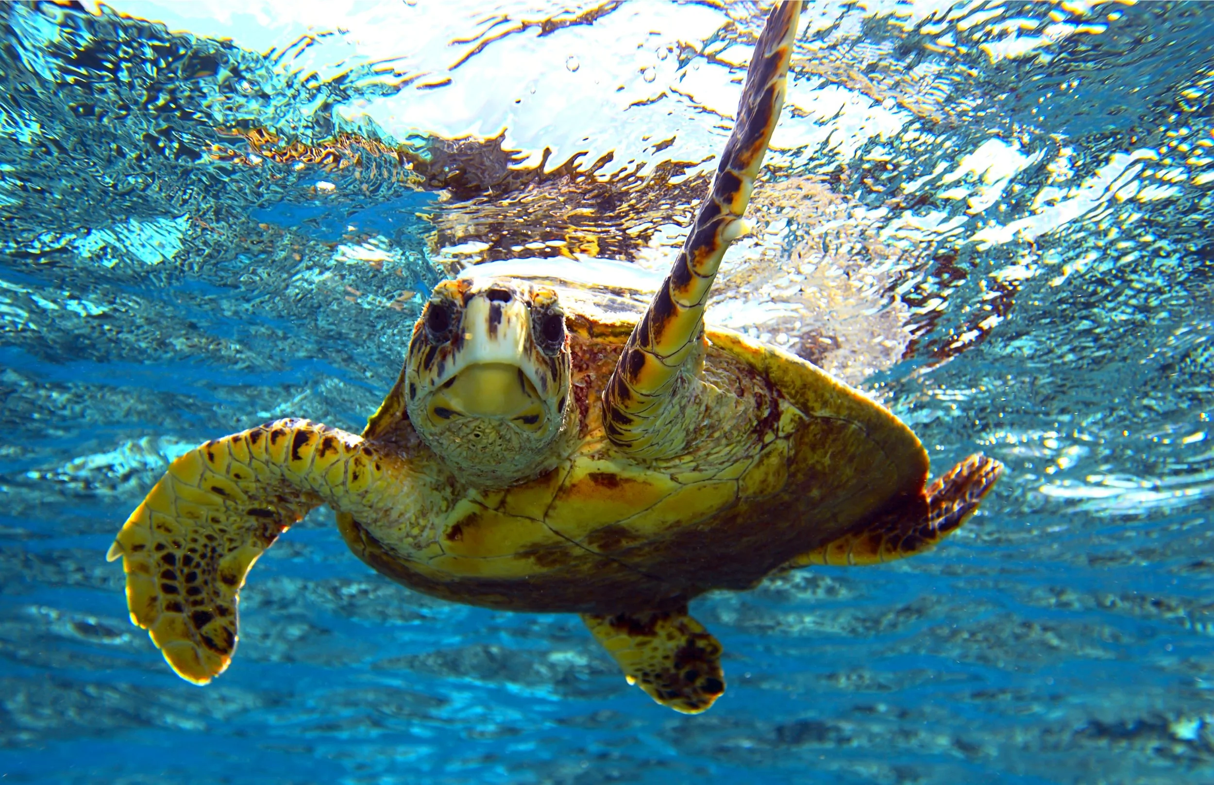Sea turtles are attracted to Brewers Bay by the plentiful seagrass beds.