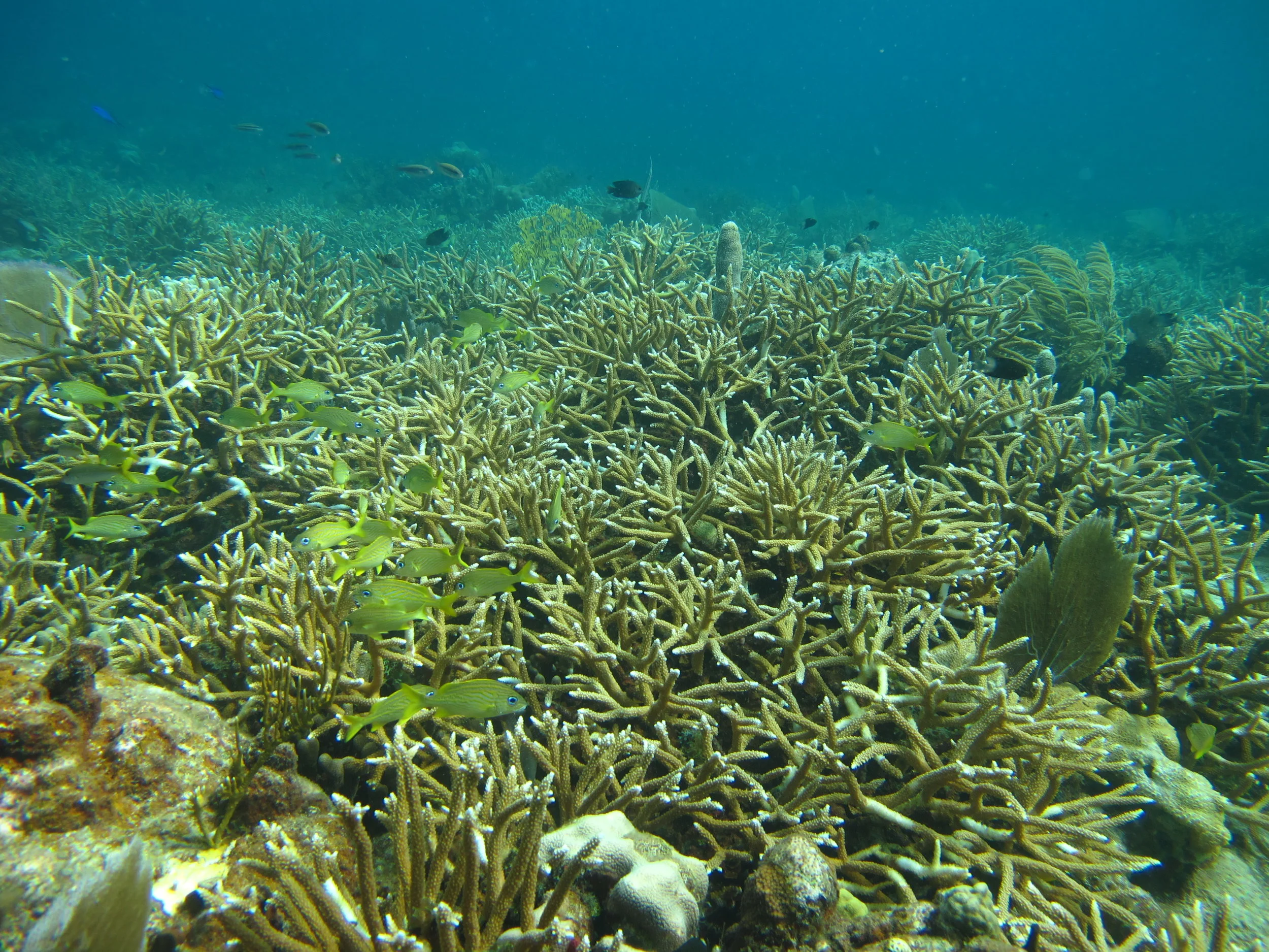 This healthy coral garden thrives at Flat Cay on the south side of St. Thomas.