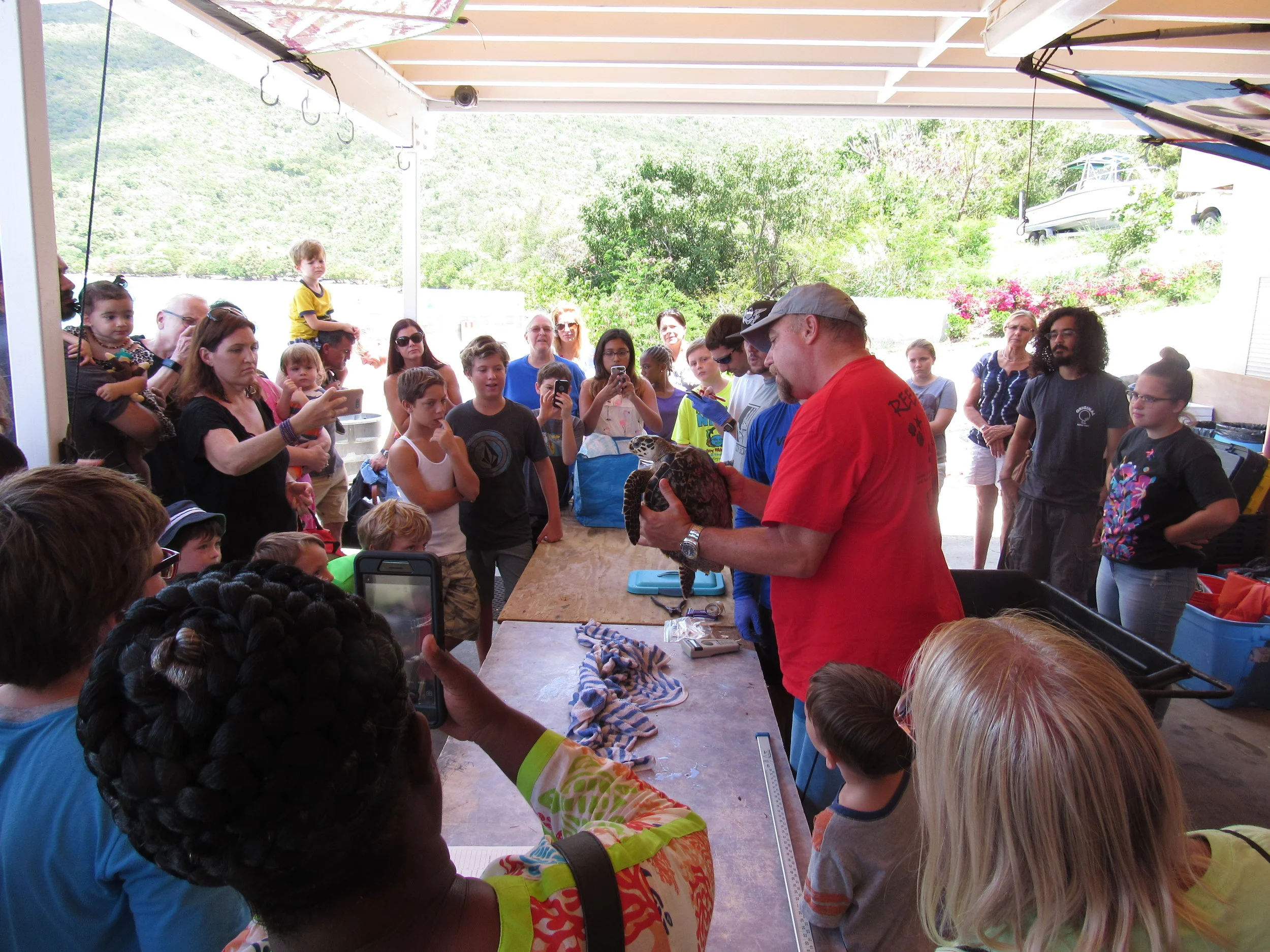 Dr. Jobsis presents a juvenile Hawksbill sea turtle, Eretmochelys imbricata , to a captivated group. All work is conducted pursuant to a National Marine Fisheries Service permit.