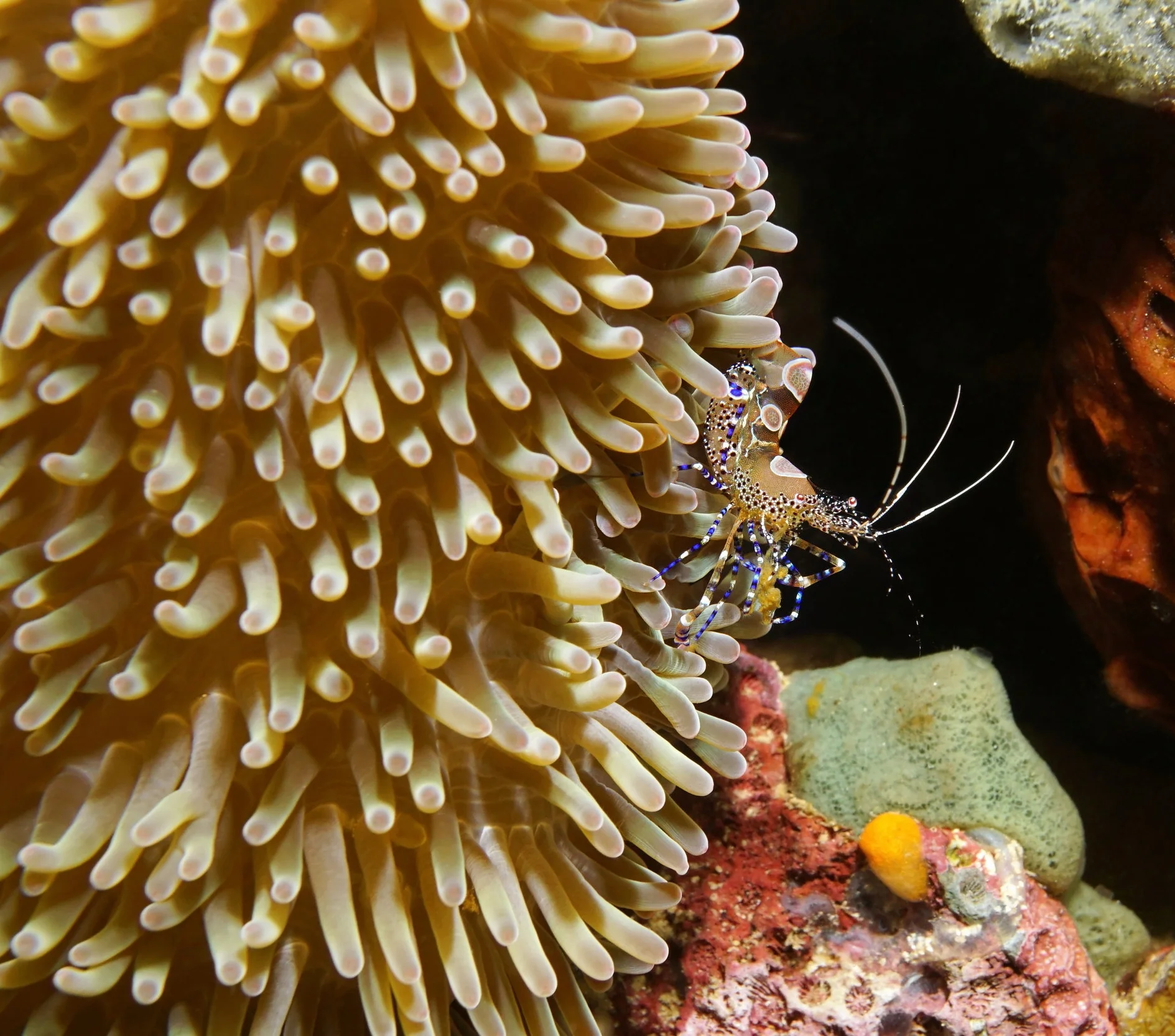 A cleaner shrimp and sea anemone