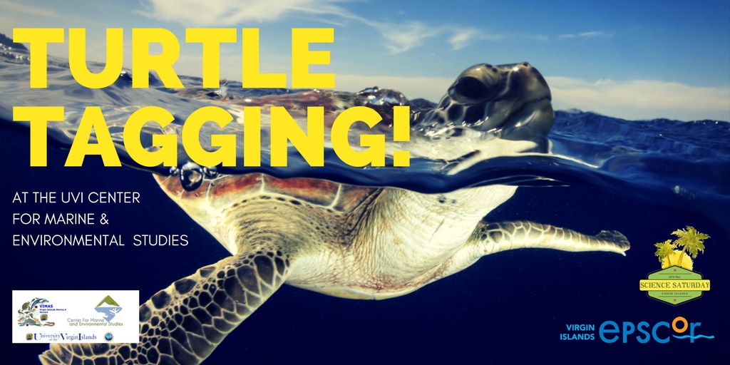 "Turtle Tagging" Science Saturday was one of our most popular events.