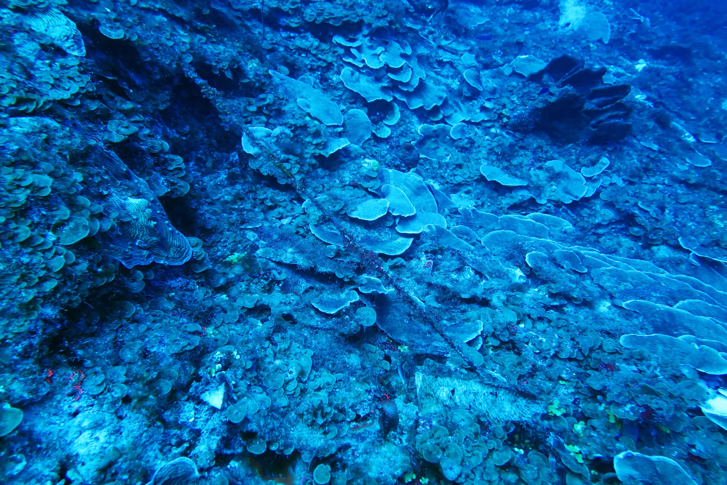 Smashed plate corals on the Grammanik Bank at 220 feet depth. Increasing awareness of these habitats will help to protect these ancient coral reefs from irreversible damage. Notice the rope cutting across the coral.