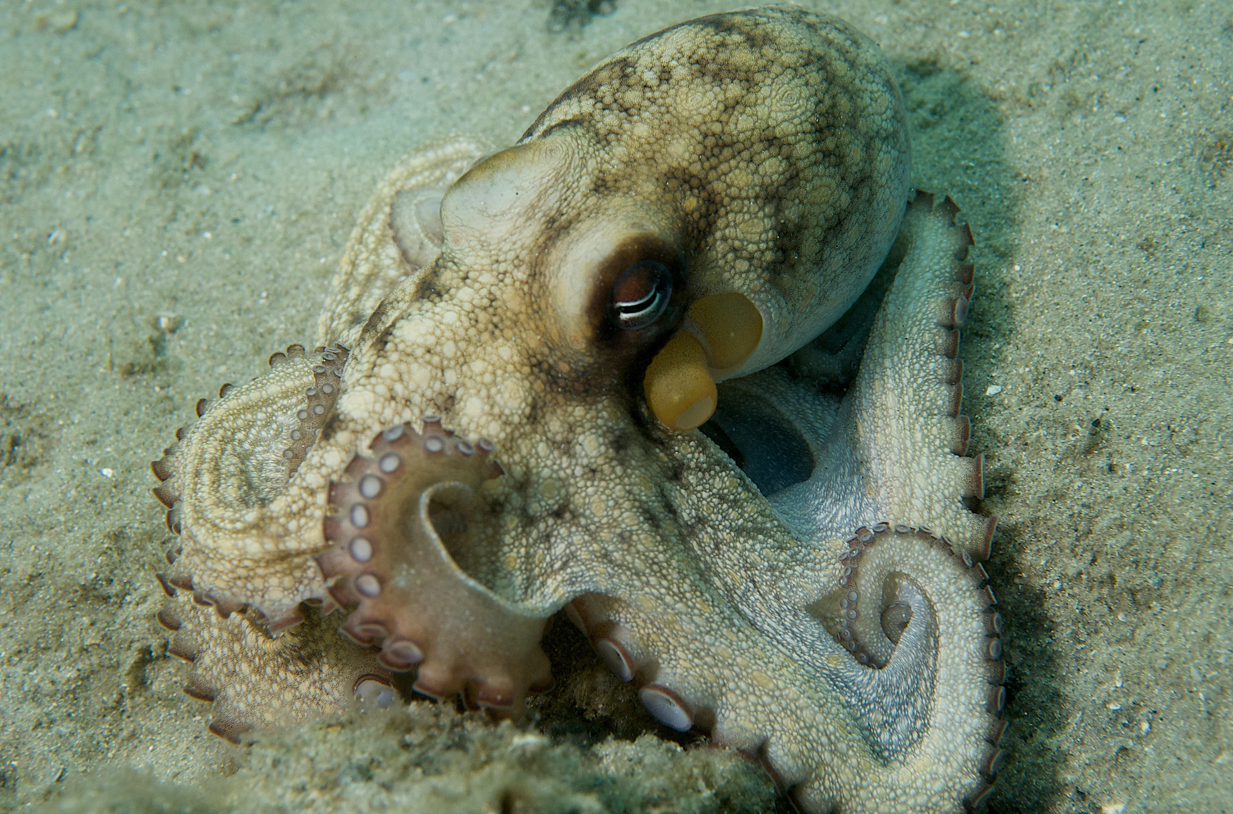 Brewers Bay is popular with locals and tourists. It's also teaming with wildlife like this common octopus.