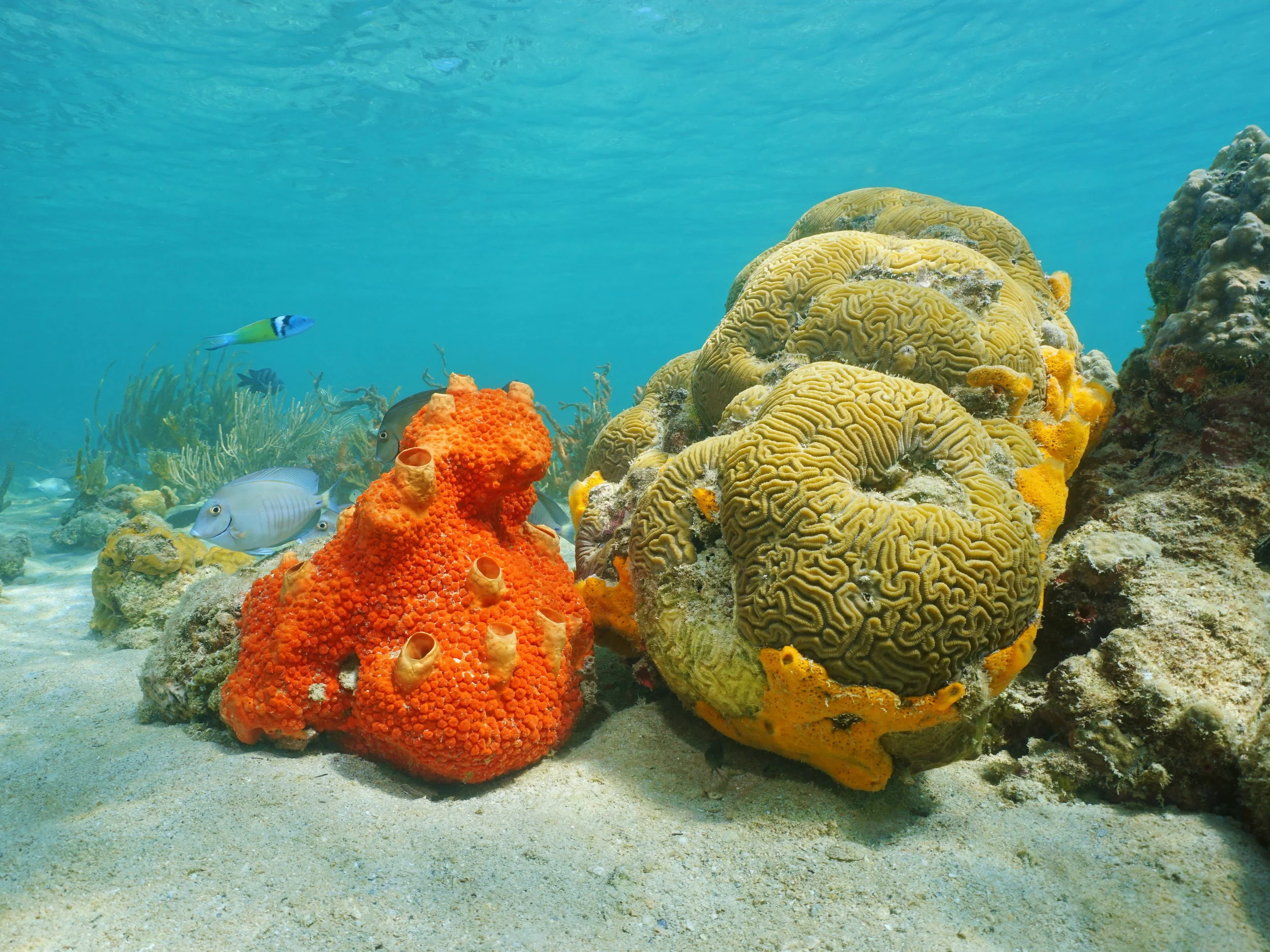 It's A Battle To The Death In USVI Waters Between Some Corals And