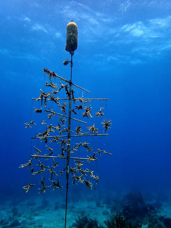 Tree2.jpg