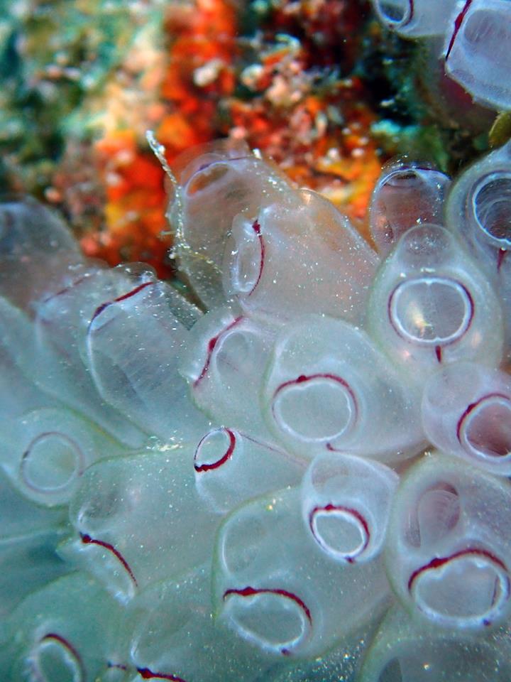 Tunicate.jpg