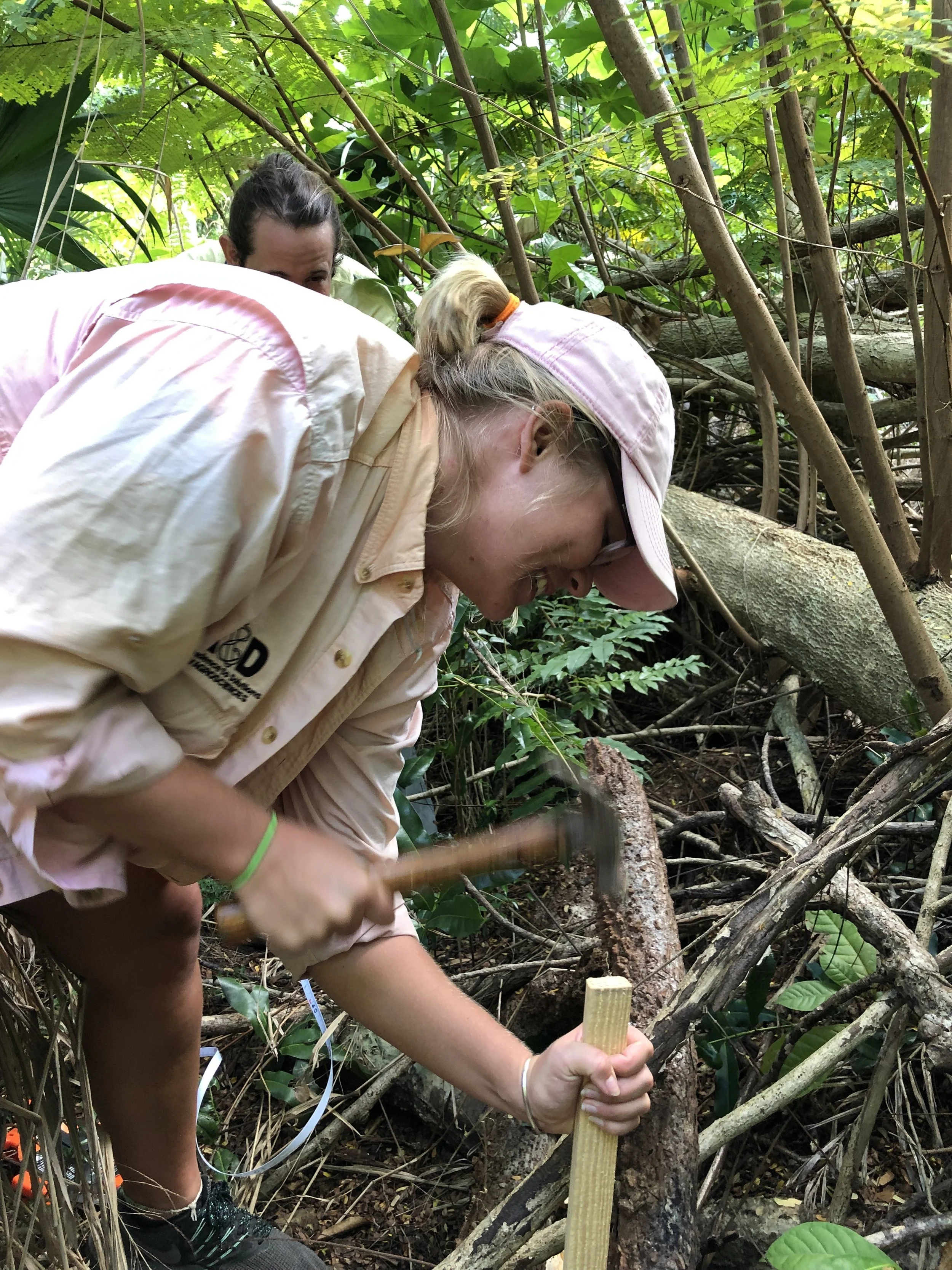 Kaliegh Schlender hammers a stake to mark out “study plots” in the area that the team will be using to study the new growth following the hurricanes.