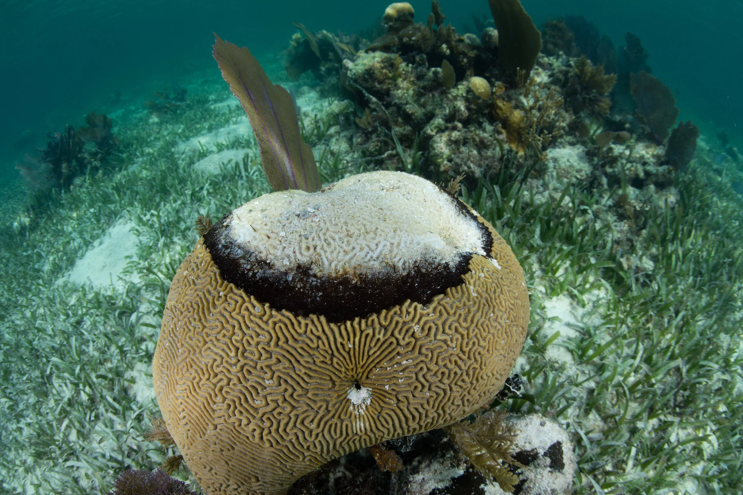 Scientists Offer A Glimmer of Hope With Strategies For Saving Coral Reefs — VI EPSCoR