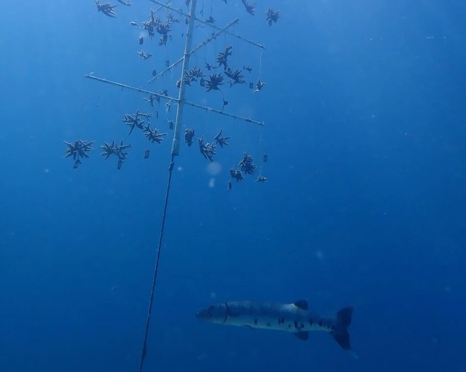 Coral Trees This barracuda cooly swims by a “coral tree” where coral fragments are grown. Maintaining the baby corals is labor intensive. If you are interested in participating in this effort, visit the VI Reef Response page here . Photo credit: Marilyn Brandt, Ph.D. .