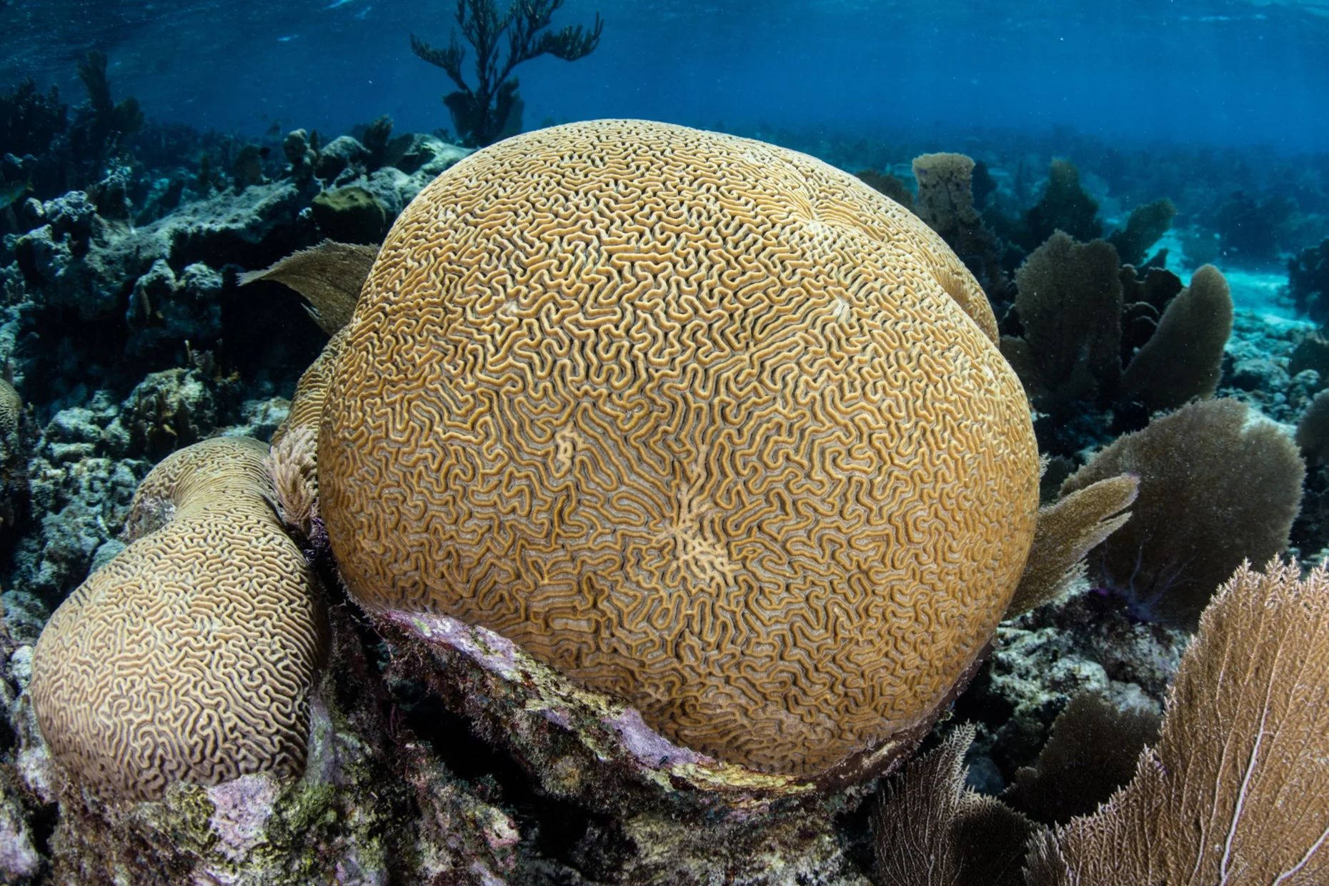 Healthy Symmetrical Brain Coral ( Pseudodiploria strigosa ) . This is a healthy brain coral with no signs of disease lesions. Stock photo.