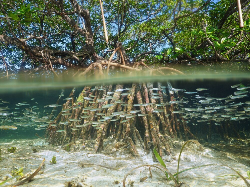 Mangroves — VI EPSCoR