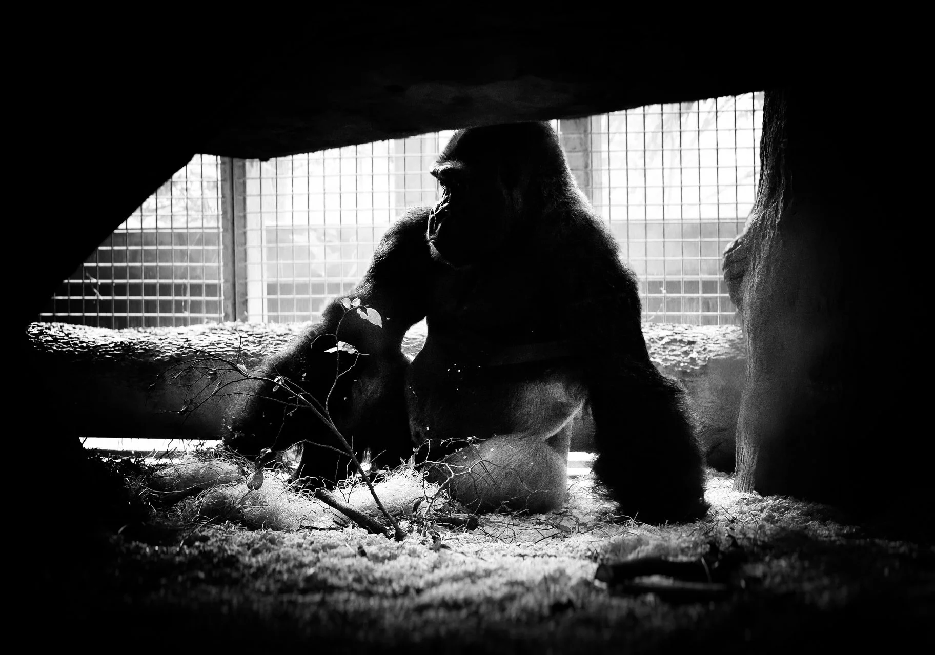 Martinez_Gorilla1.jpg