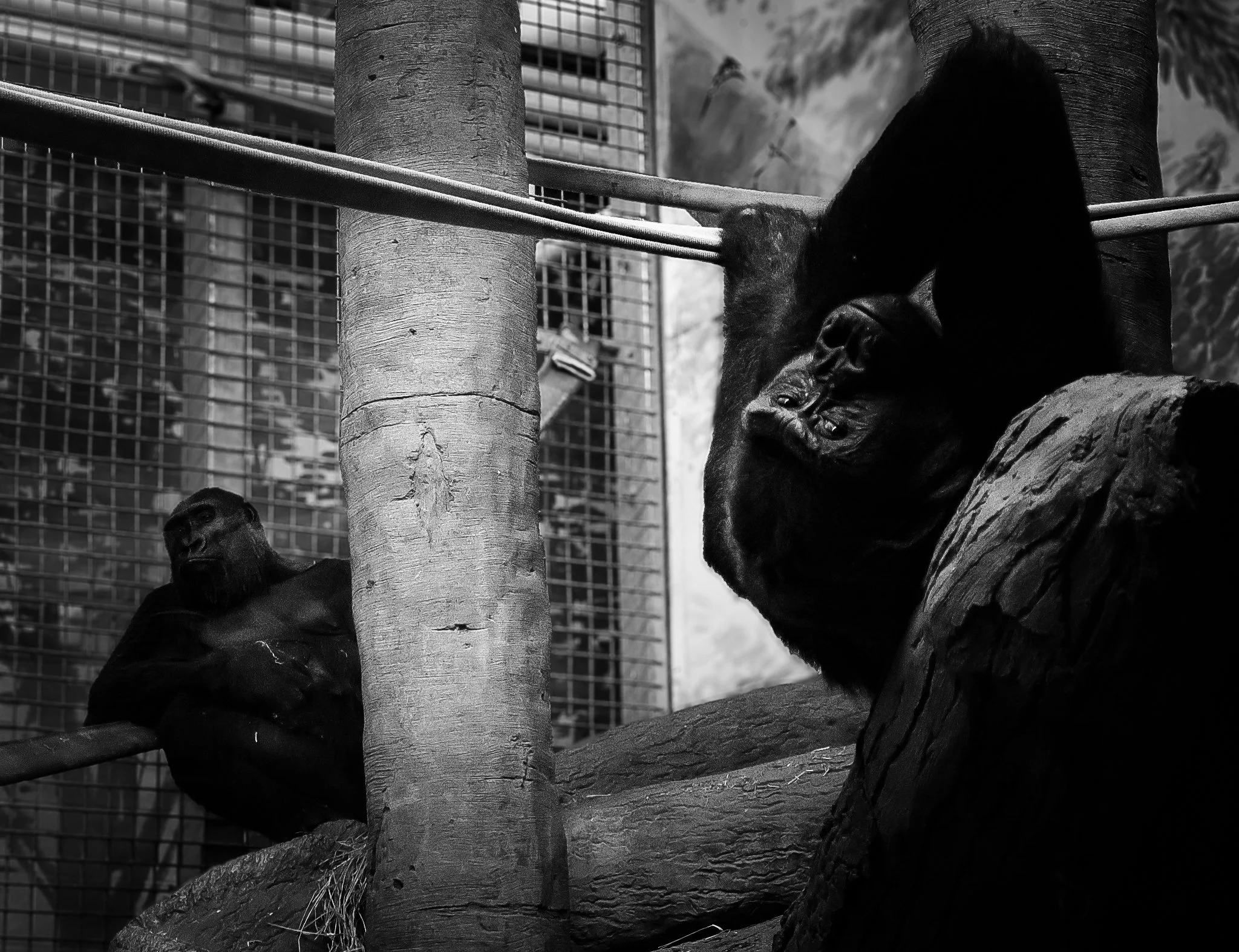Martinez_Gorilla2-1.jpg