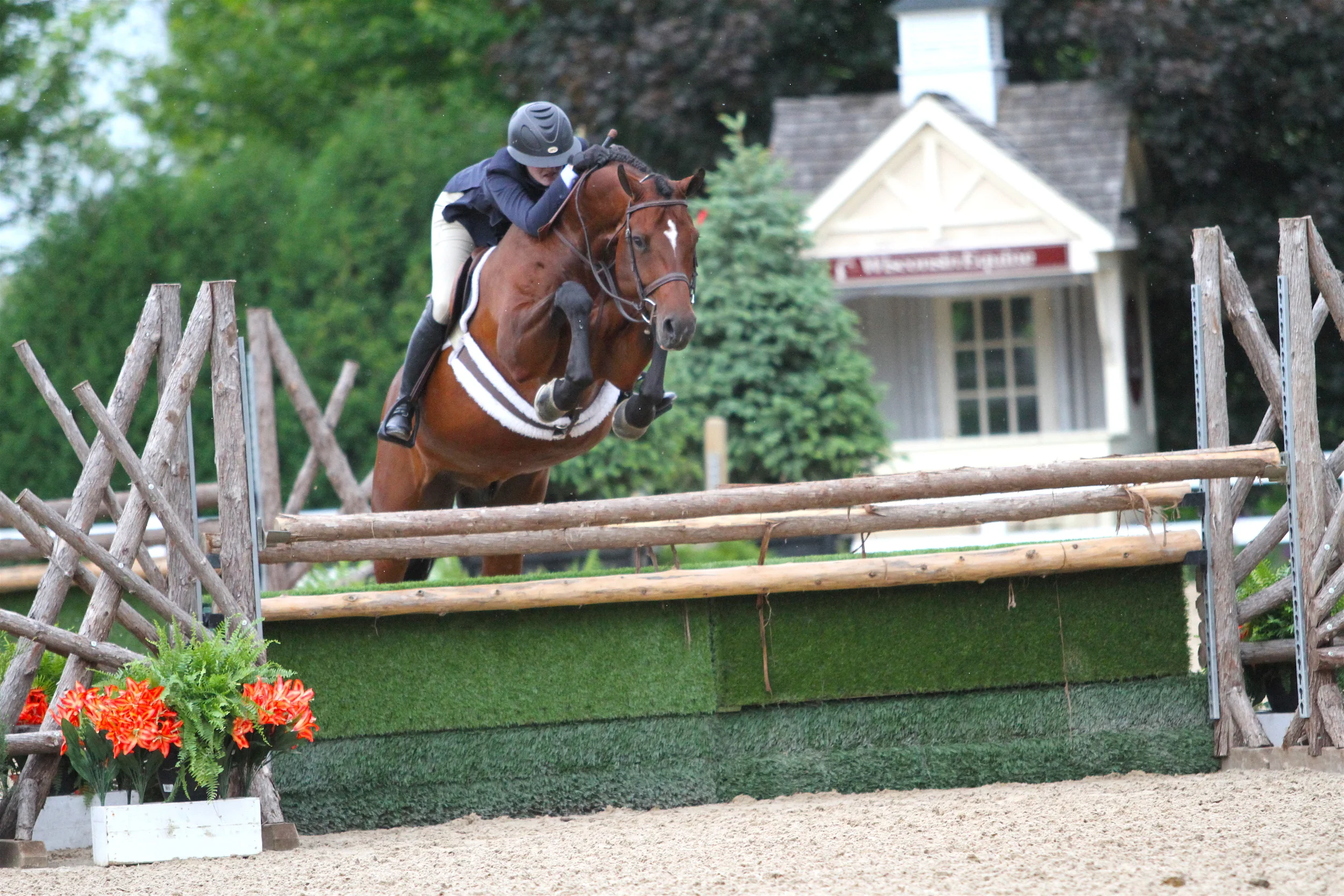 $2,000 Green/Regular Conformation Hunter Champion Bugsy Malone , ridden by Maggie Jayne and owned by Alex Jayne “I know him like the back of my hand,” said Jayne, who’s been riding Bugsy Malone since he was a first-year horse. “He just jumps out of his skin every time on every jump. He’s always getting my coat dirty with his withers, but he’s the cutest little jumper in the world.” Jayne grew up in Elgin and has been showing at Lamplight Equestrian Center since she was a little girl. She trains with her sister and competes each year in Showplace Productions Spring Spectacular.