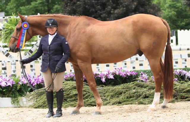 $2000 Amateur Owner 3’6” Champion Rembrandt owned and ridden by Karlene Moss