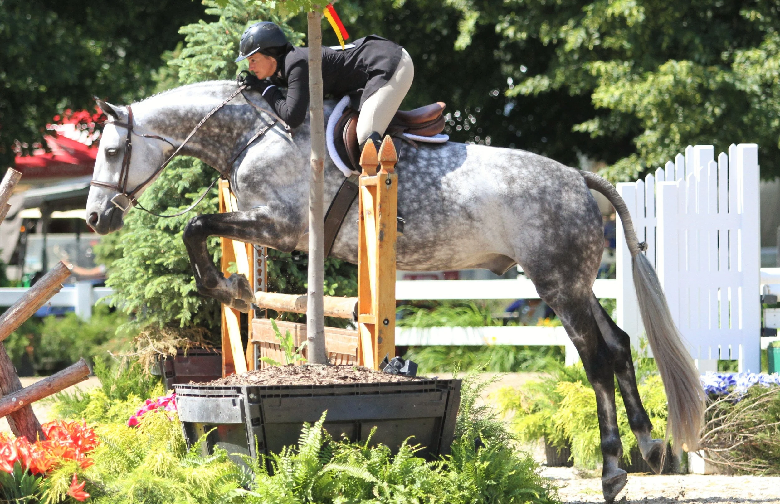 Second Year Green Hunter Leading the Second Year Green Hunter division is Moonwalk, owned by Copper Fox LLC and ridden by Hillary Johnson. Moonwalk and Johnson took firsts in the over fences and handy classes, and a third in under saddle. “He’s a wonderful horse. I’m lucky to get to ride him. It’s really great to know every time you walk in the ring it’s going to be fun. We just started doing hunters and he was very easy to convert from the European ride. He very much prefers to go like a hunter rather than a jumper.” Hillary Johnson