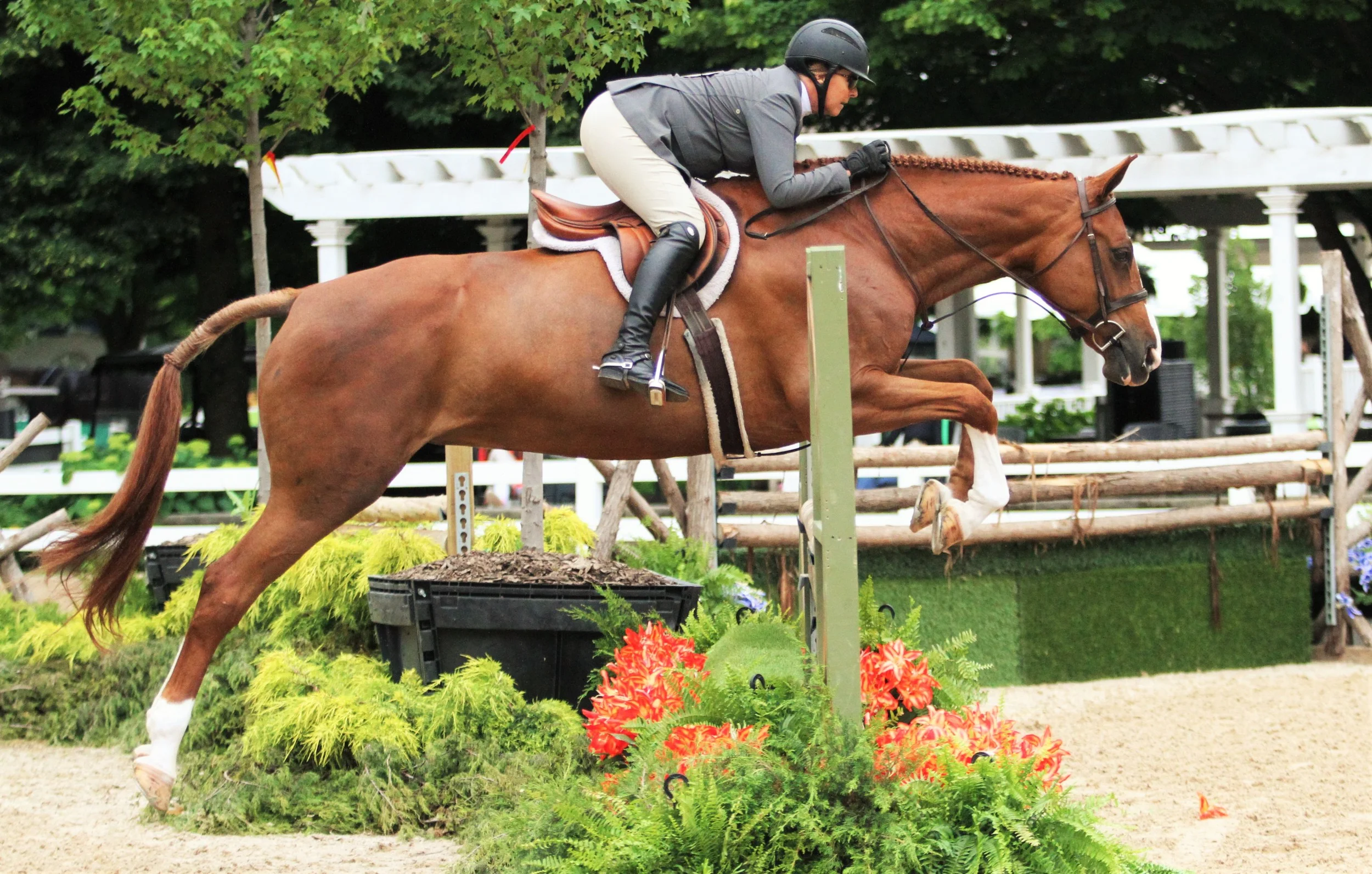 Norderney and Belynda Bond $2500 First Year Green Hunter Division Reserve Norderney, owned by Eileen Fontaine and ridden by Belynda Bond, took the red ribbon in the First Year Green Hunter division