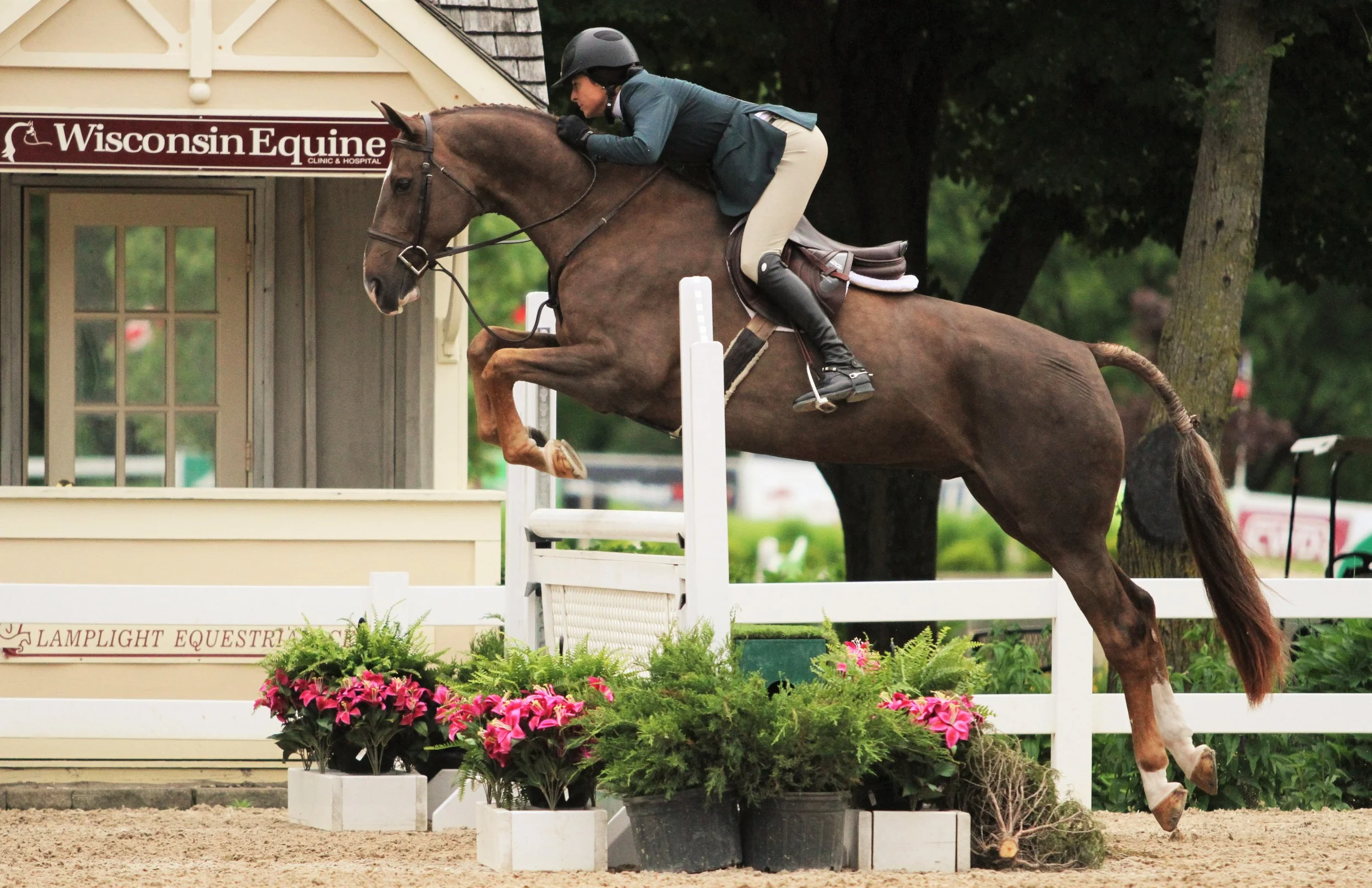 For Adventure and Rachel Johnson $2500 Second Year Green Hunter Division Reserve For Adventure, owned by Alex McNally and ridden by Rachel Johnson, was the reserve champion in the Second Year Green Hunter division.