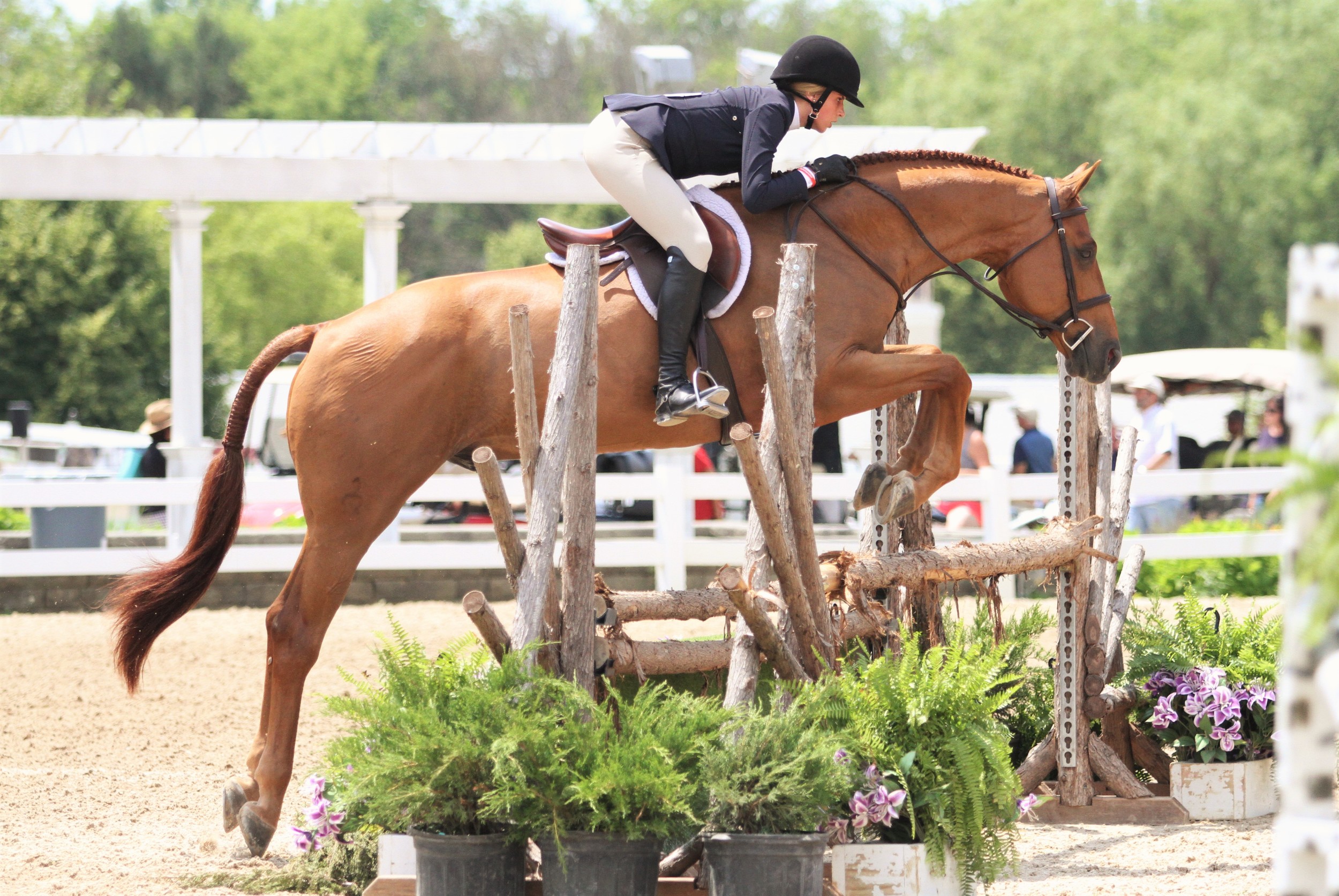 Junior Hunter 3’3” Champion Czech Mate, owned and ridden by Carly Martin, topped the Junior Hunter 3’3” division.