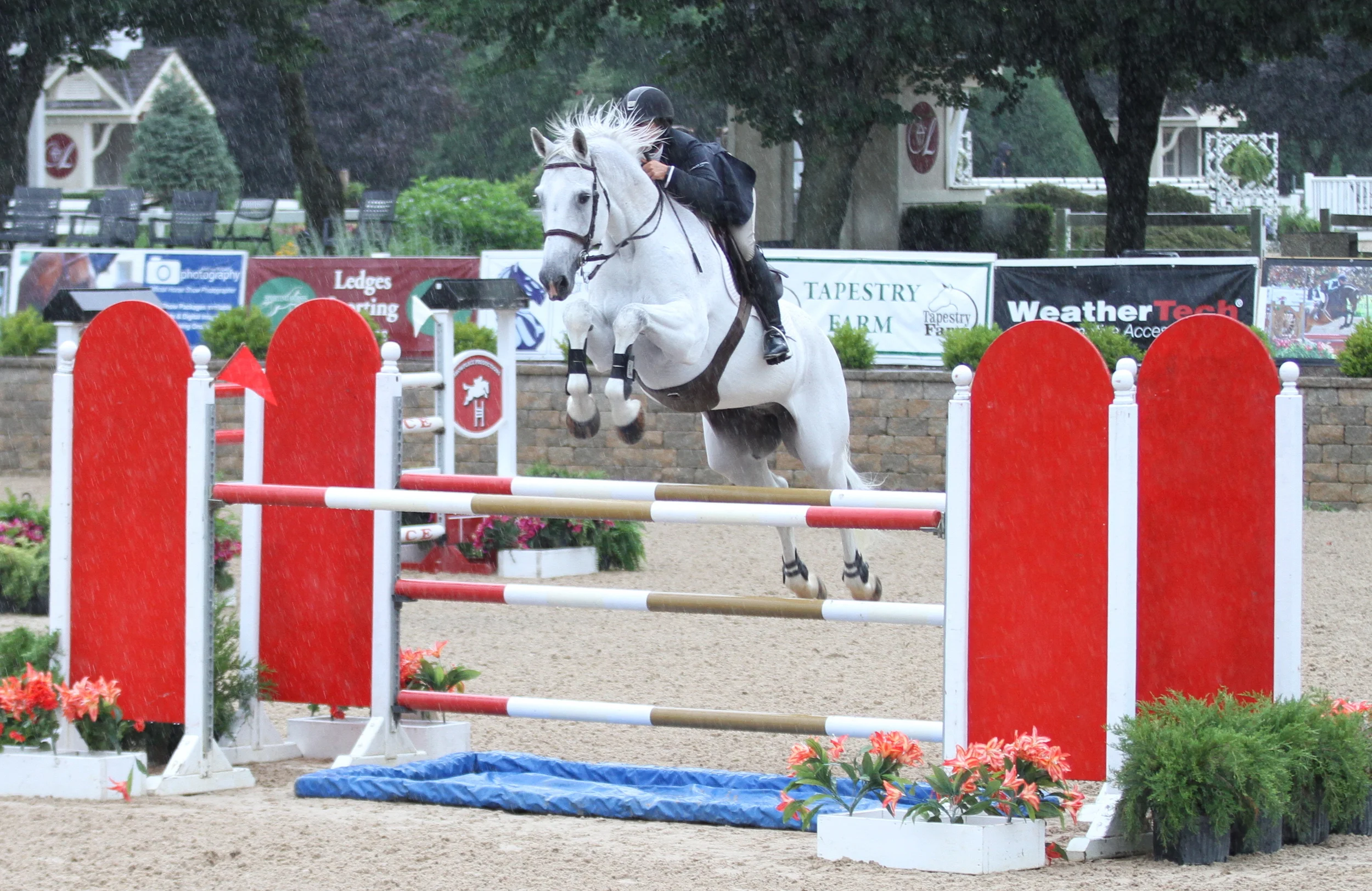  Lisa Goldman and Zacantos Z