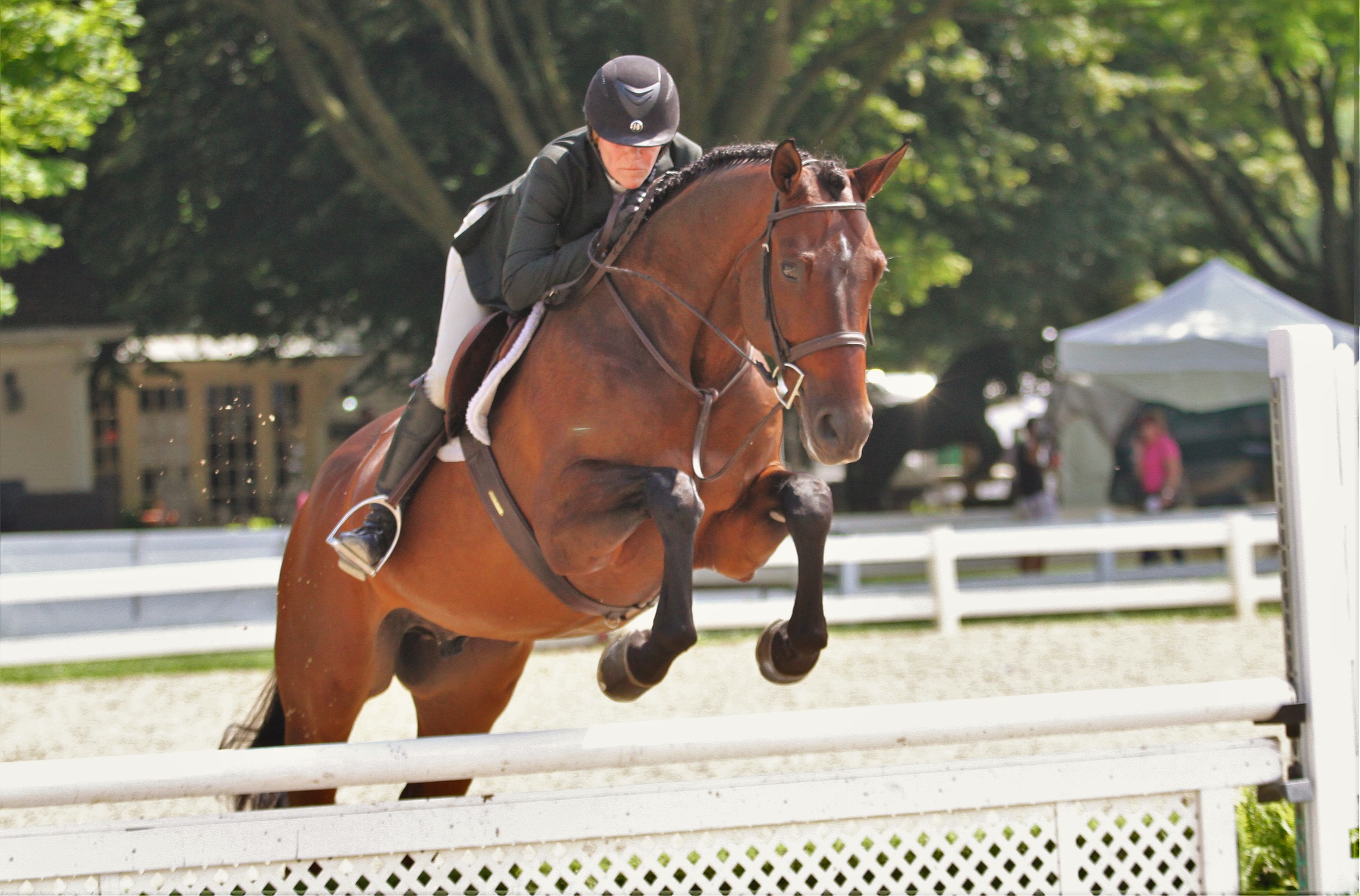 Performance Working Hunter 3’3” Counting Stars, owned by Kim Calamos, ridden by Kara Raposa