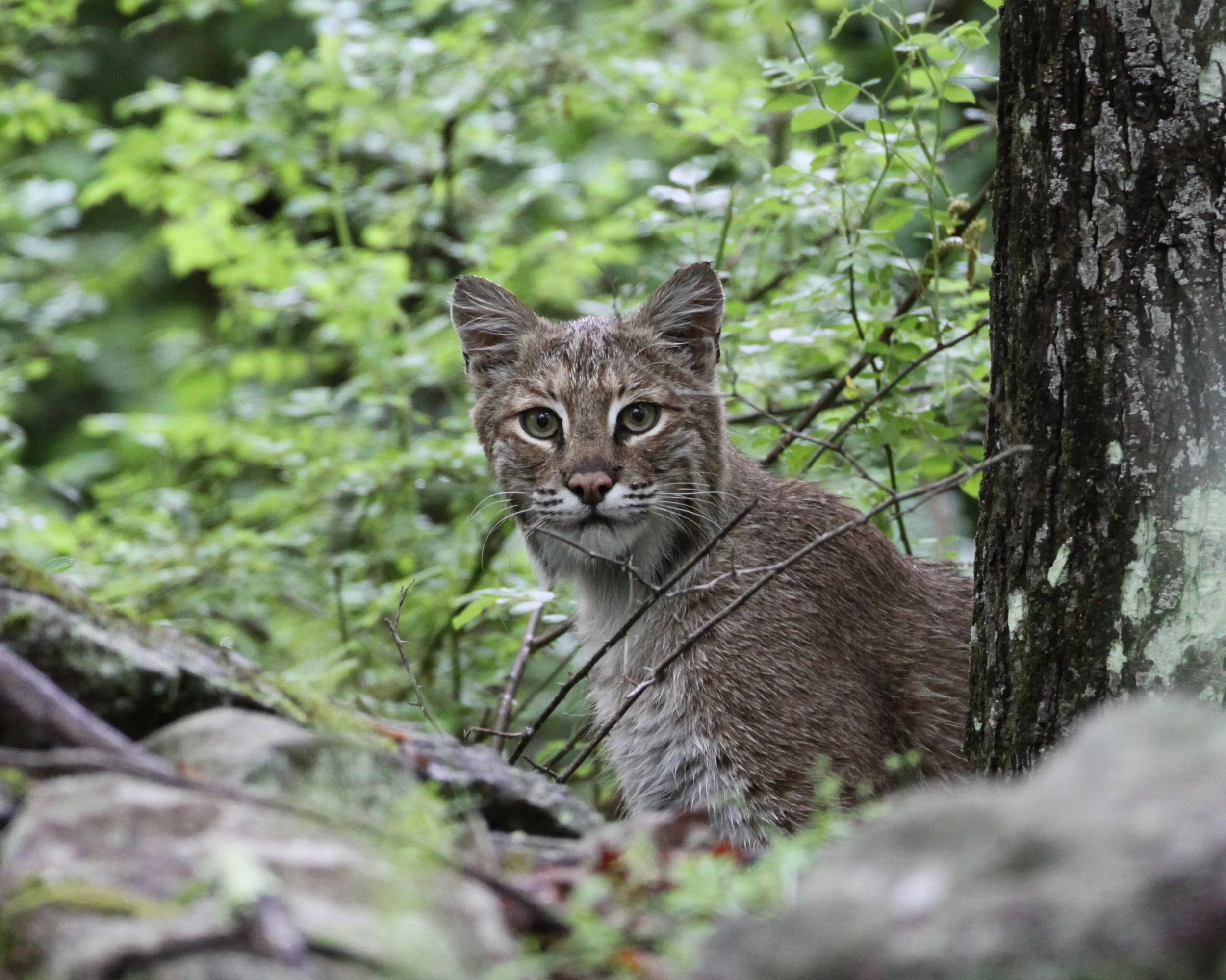 The bobcat is the size of a large house cat. Photo by Jim Thomson.