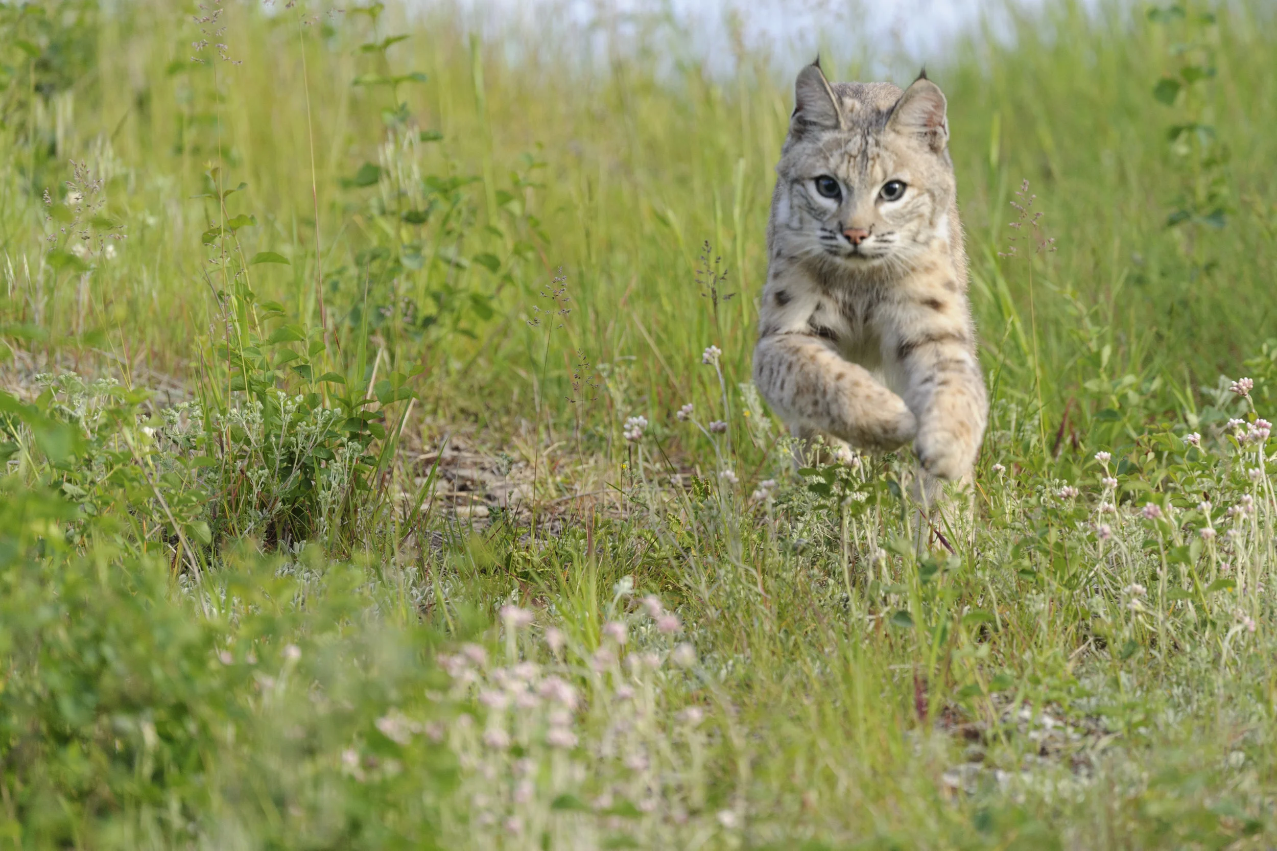 Bobcats travel an average of seven miles per day. Photo by Jeff Wendorff.