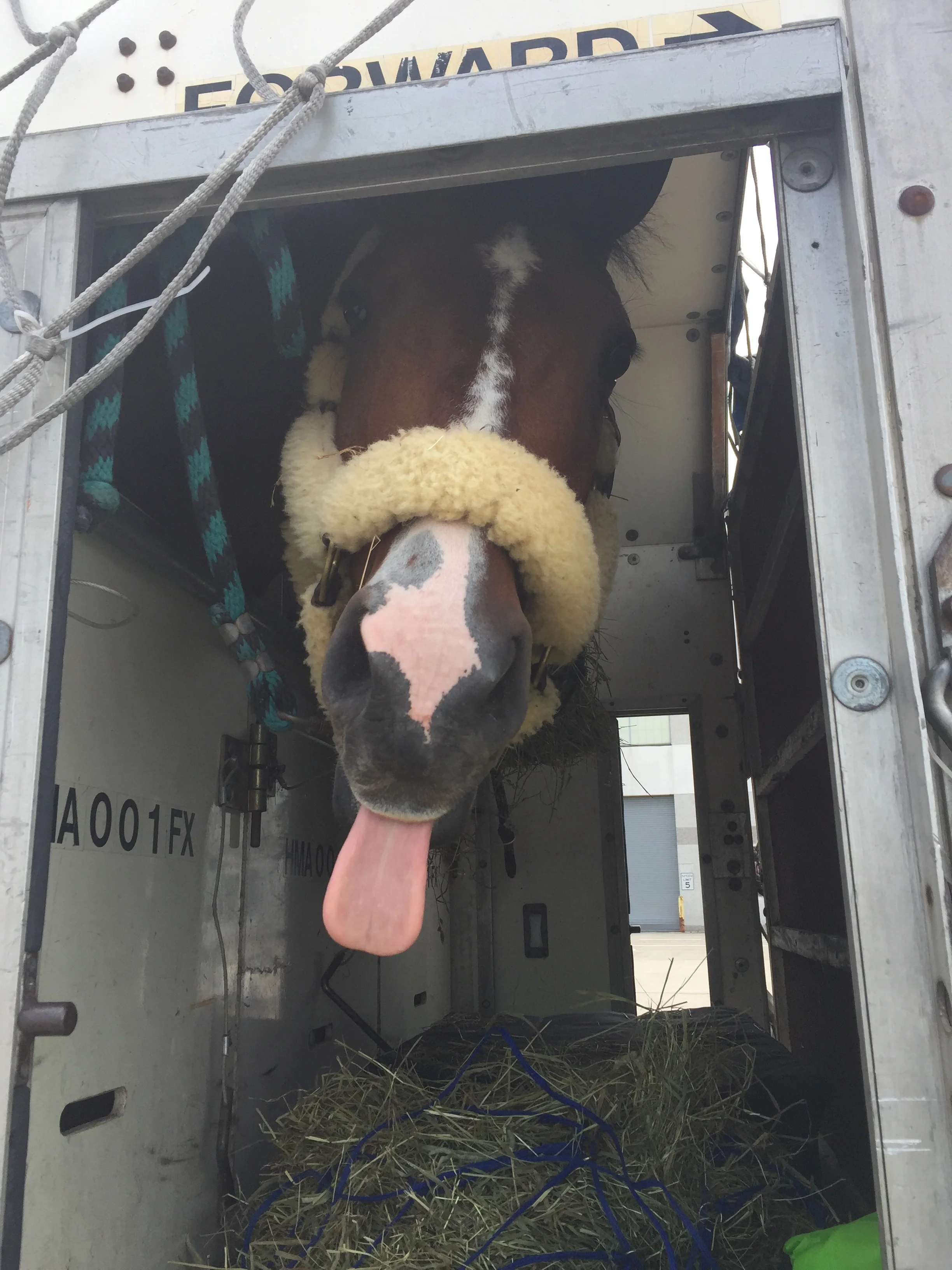 The horses' welfare is the top priority of the Horseflight team. Photo courtesy of Horseflight