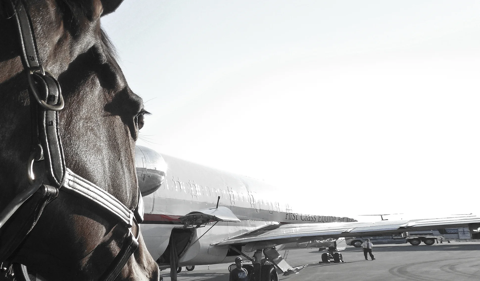 EquiJet provides safe and reliable worldwide transport. Photo courtesy of EquiJet