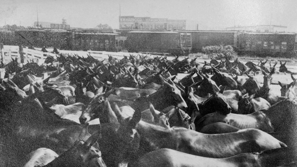Unloading mules from trains into pens for use in World War I.