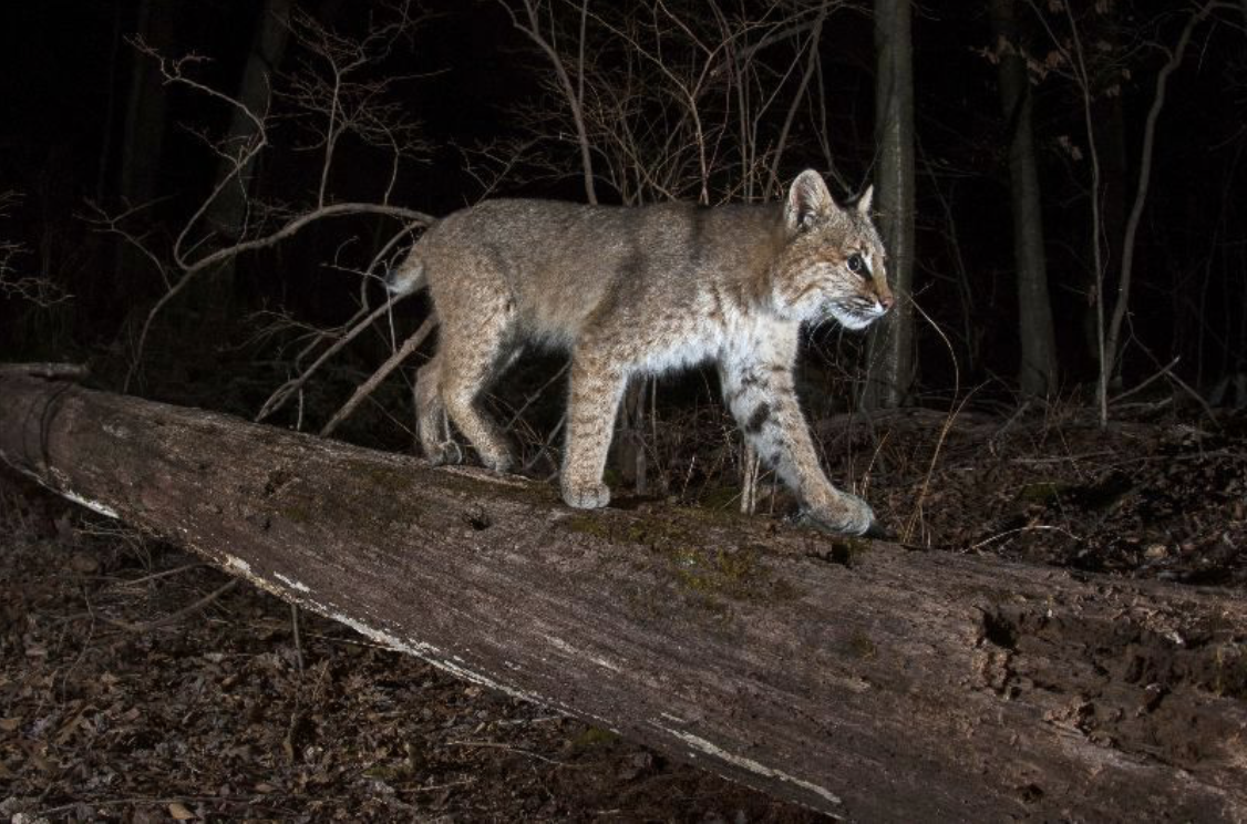 A bobcat in Bobcat Alley. Photo by Tyler Christiansen